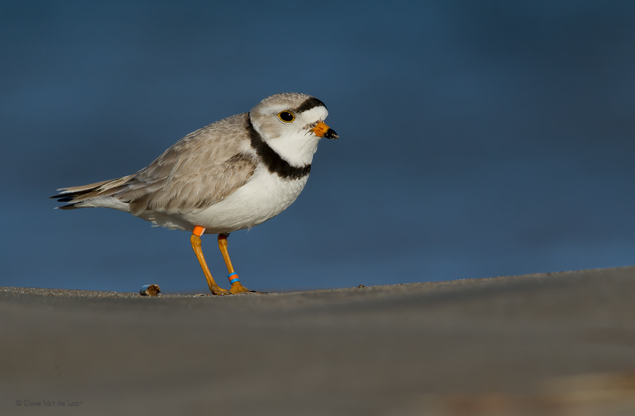 Nikon D3S + Nikon AF-S Nikkor 600mm F4G ED VR sample photo. Piping plover photography