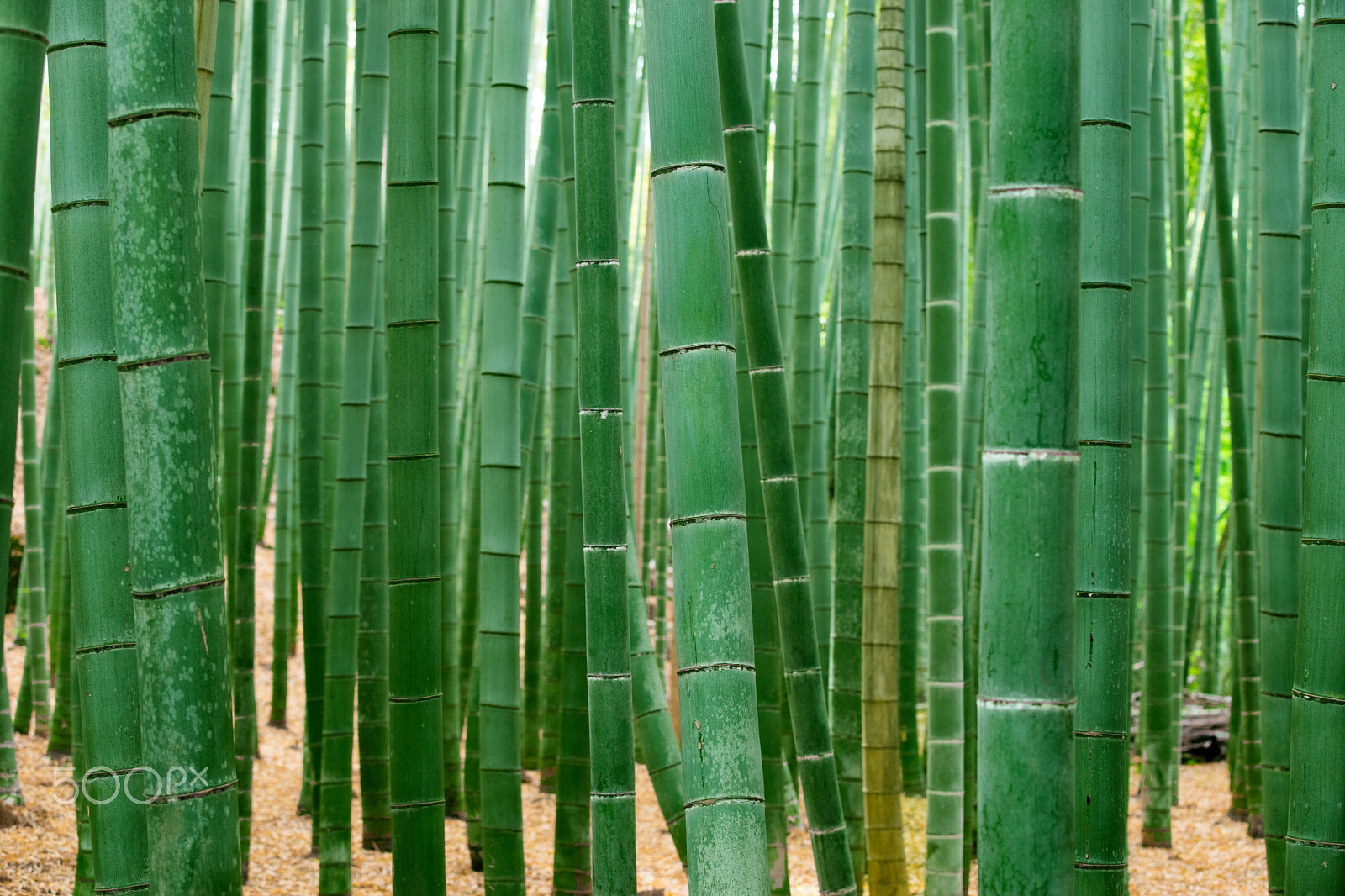 Canon EF 70-200mm F2.8L IS II USM sample photo. Bamboo groove photography