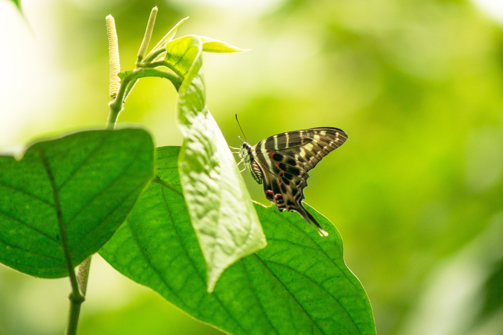 Minolta AF 70-210mm F4 Macro sample photo. Butterfy photography