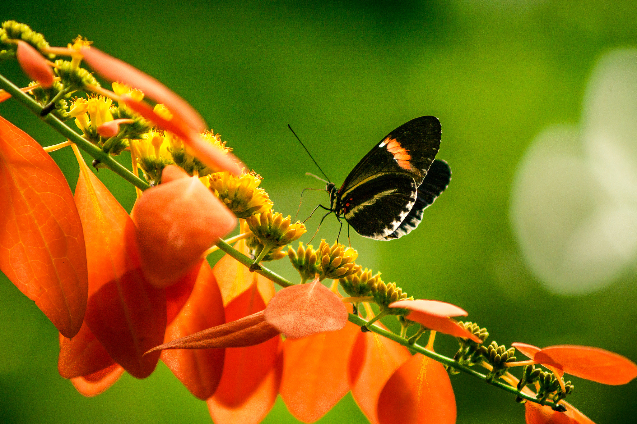 Minolta AF 70-210mm F4 Macro sample photo. Butterfy photography