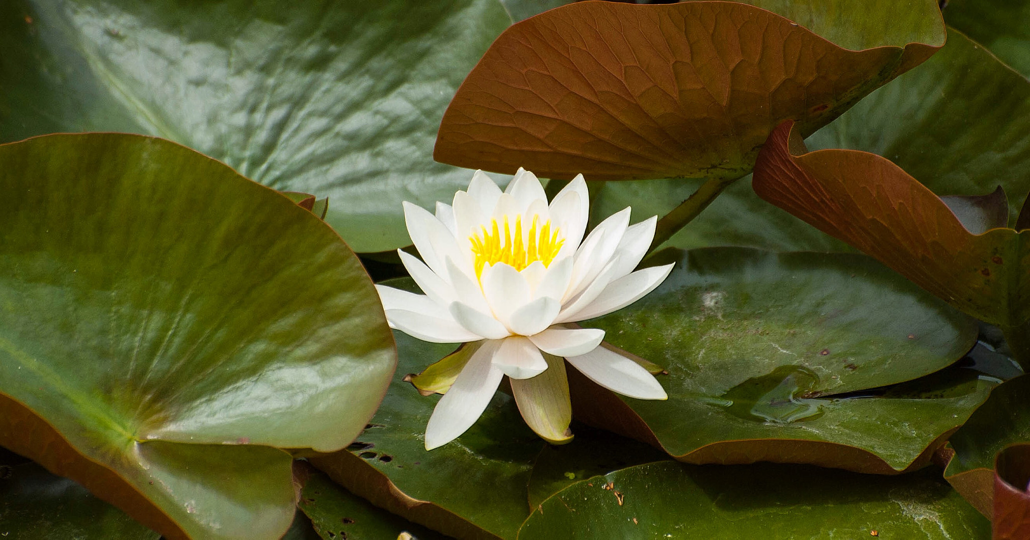 Nikon D70s sample photo