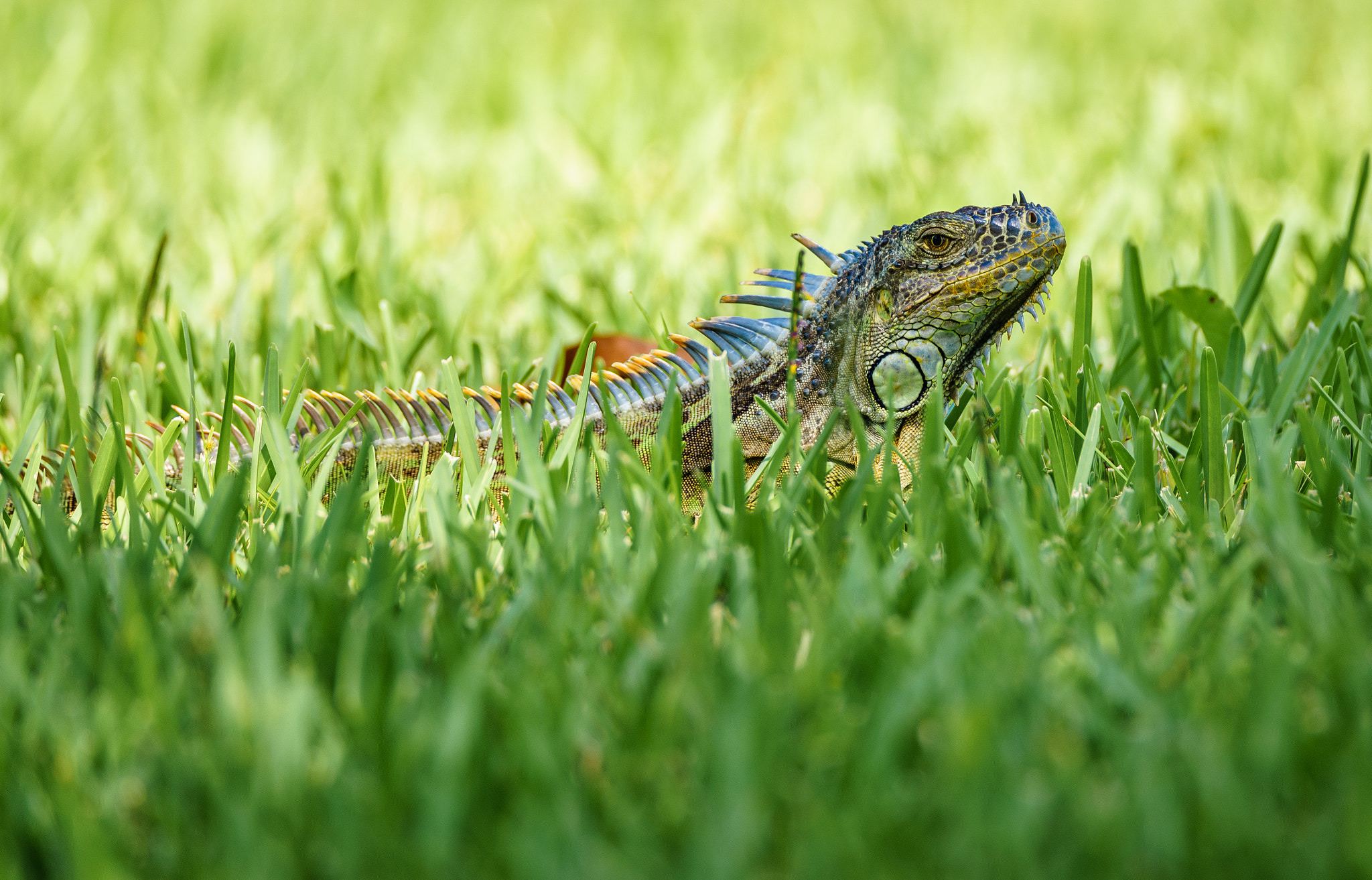 Sony a7 II sample photo. Hungry iguana photography