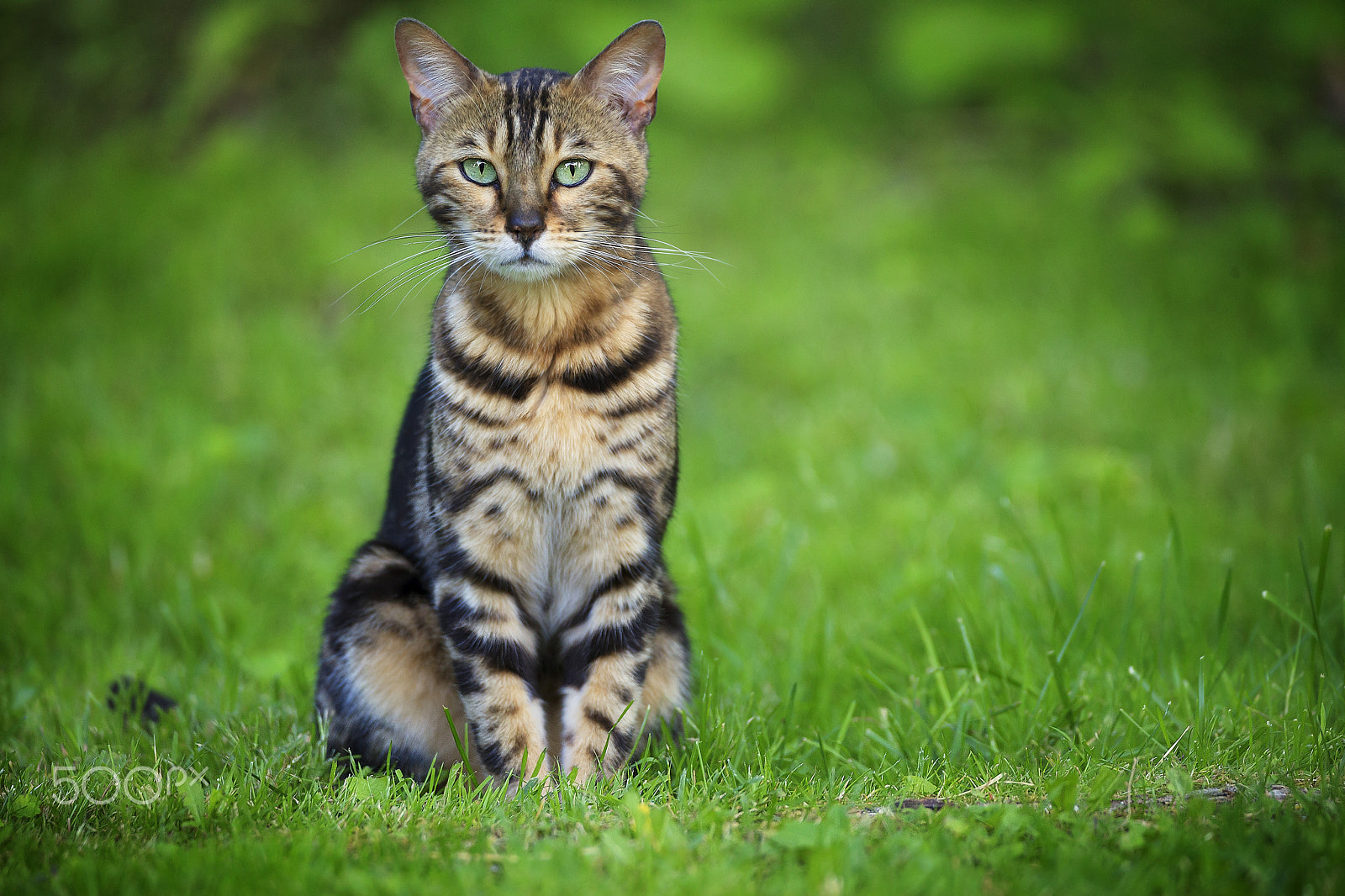 150-600mm F5-6.3 DG OS HSM | Contemporary 015 sample photo. Heart shape feline photography