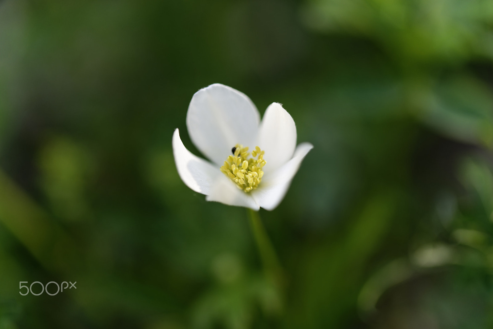 Nikon AF-S Micro-Nikkor 60mm F2.8G ED sample photo. Wild strawberry flower photography