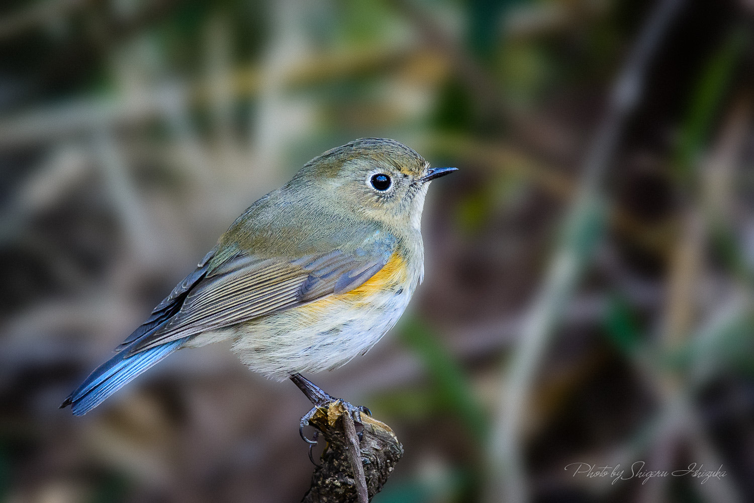 300mm f/4D sample photo. Red-flanked bluetail photography