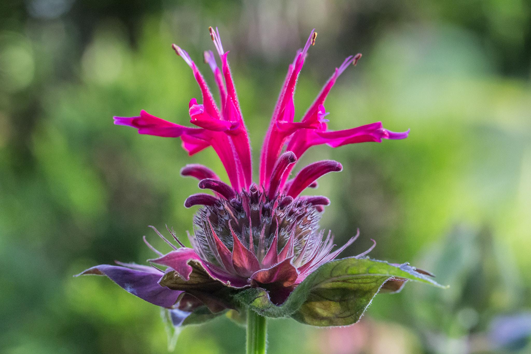 Canon EF 100mm F2.8L Macro IS USM sample photo. Bee balm /2 photography