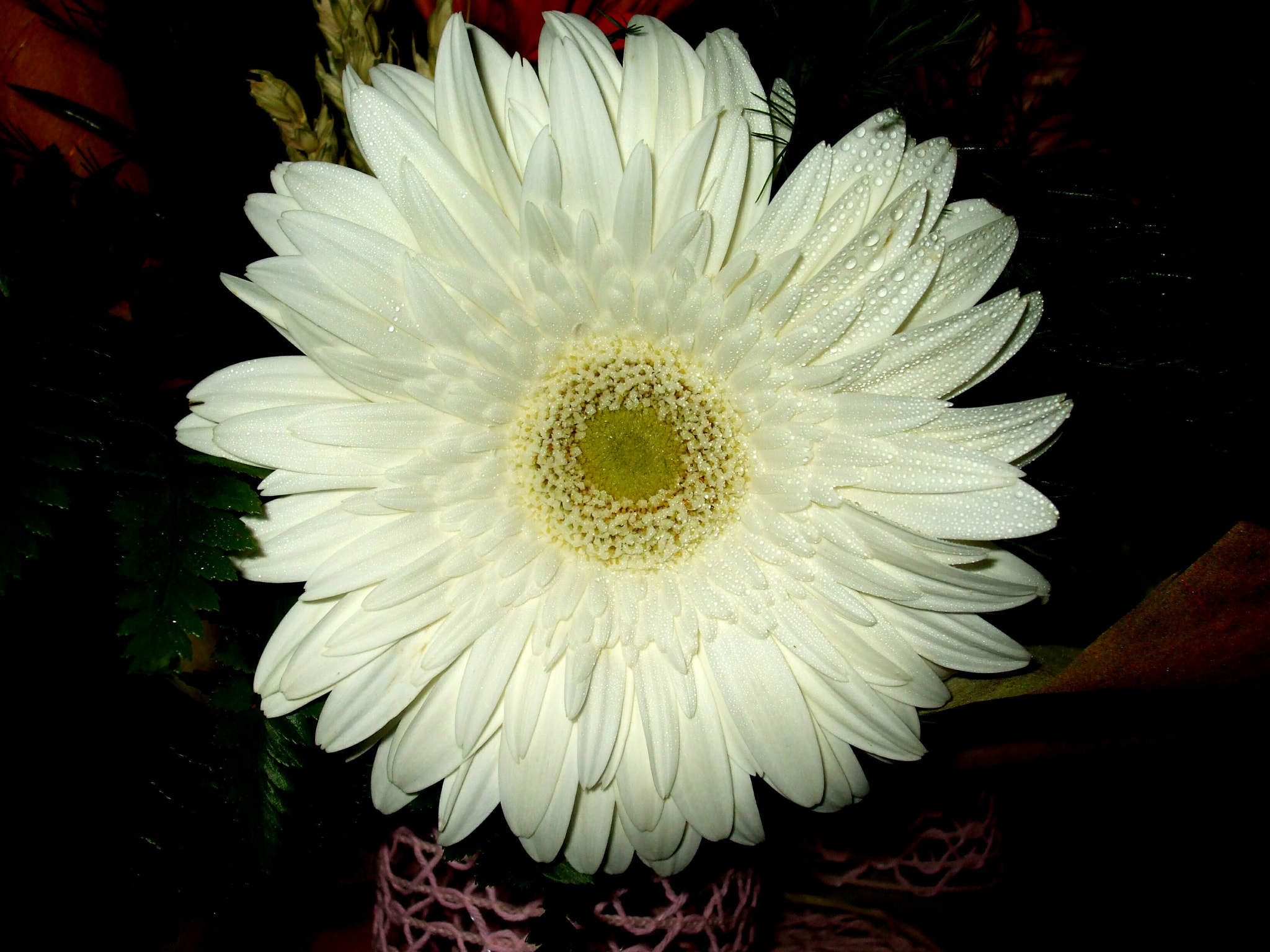 Fujifilm FinePix A820 sample photo. White gerbera photography