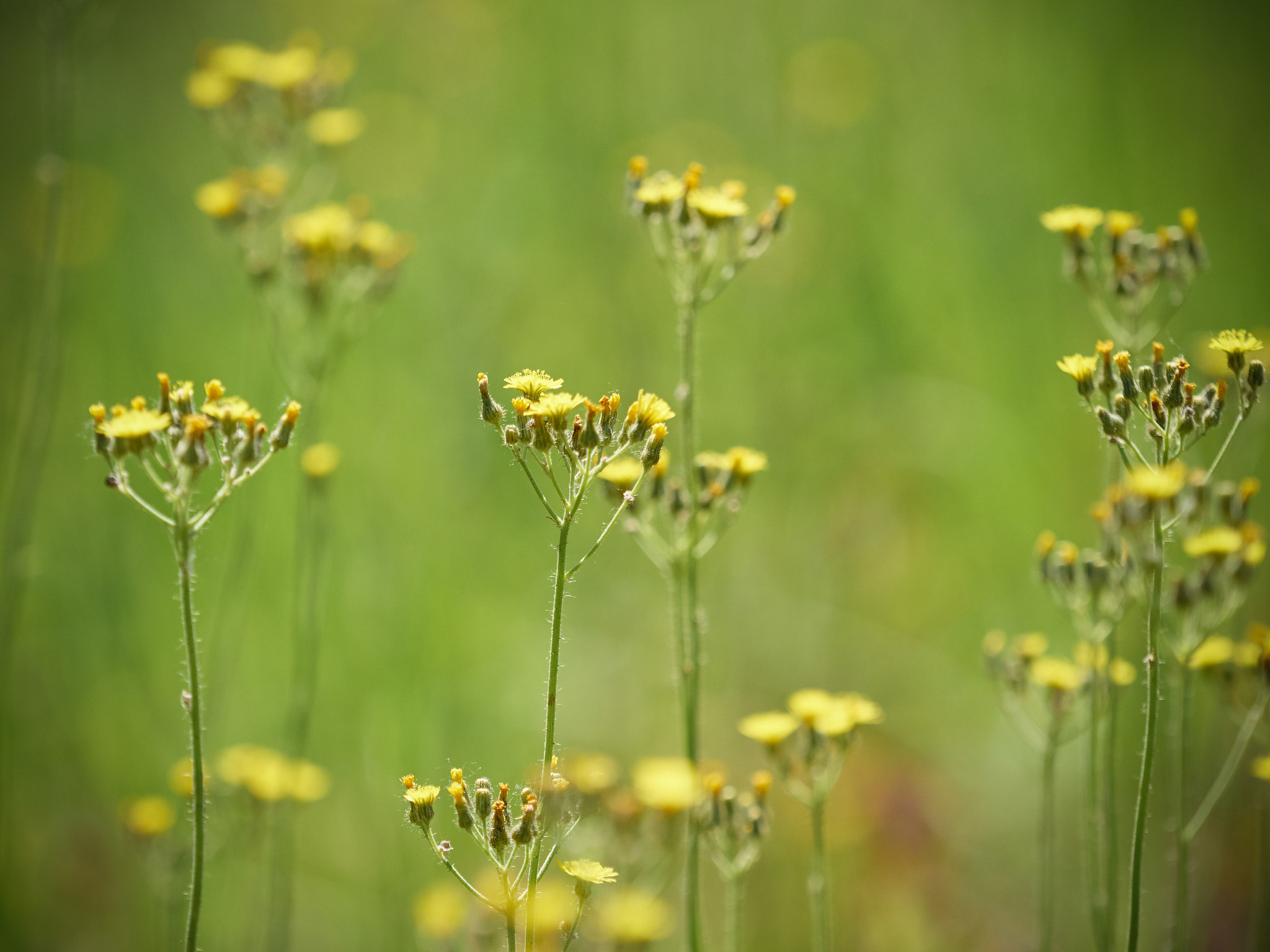 Olympus OM-D E-M5 + Olympus M.Zuiko Digital ED 40-150mm F2.8 Pro sample photo. Beautiful little meadow wild yellow flowers on a natural green b photography