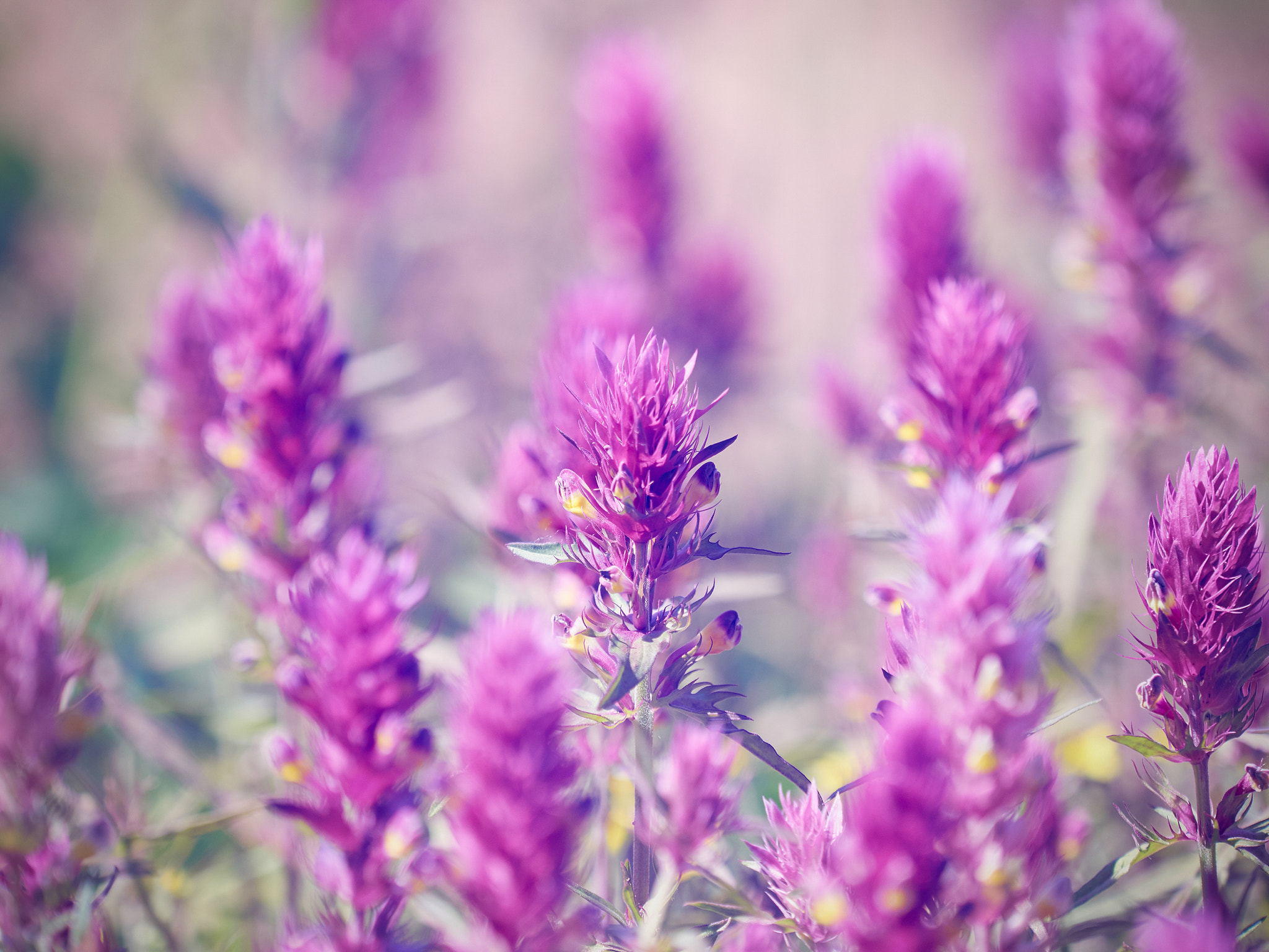 Olympus OM-D E-M5 + Olympus M.Zuiko Digital ED 40-150mm F2.8 Pro sample photo. Beautiful little meadow wild pink flowers on a natural  backgrou photography