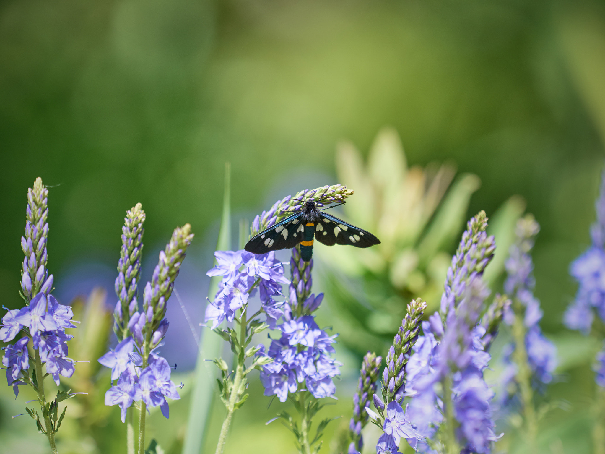 Olympus OM-D E-M5 + Olympus M.Zuiko Digital ED 40-150mm F2.8 Pro sample photo. Beautiful little wild meadow of purple flowers with a butterfly photography