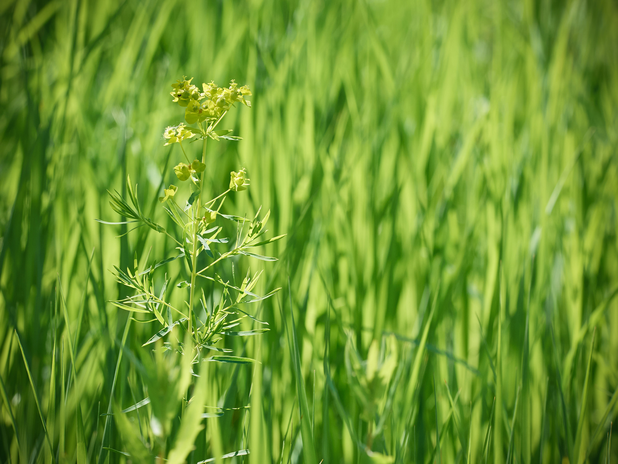 Olympus OM-D E-M5 + Olympus M.Zuiko Digital ED 40-150mm F2.8 Pro sample photo. Natural background of green grass on summer day. photography