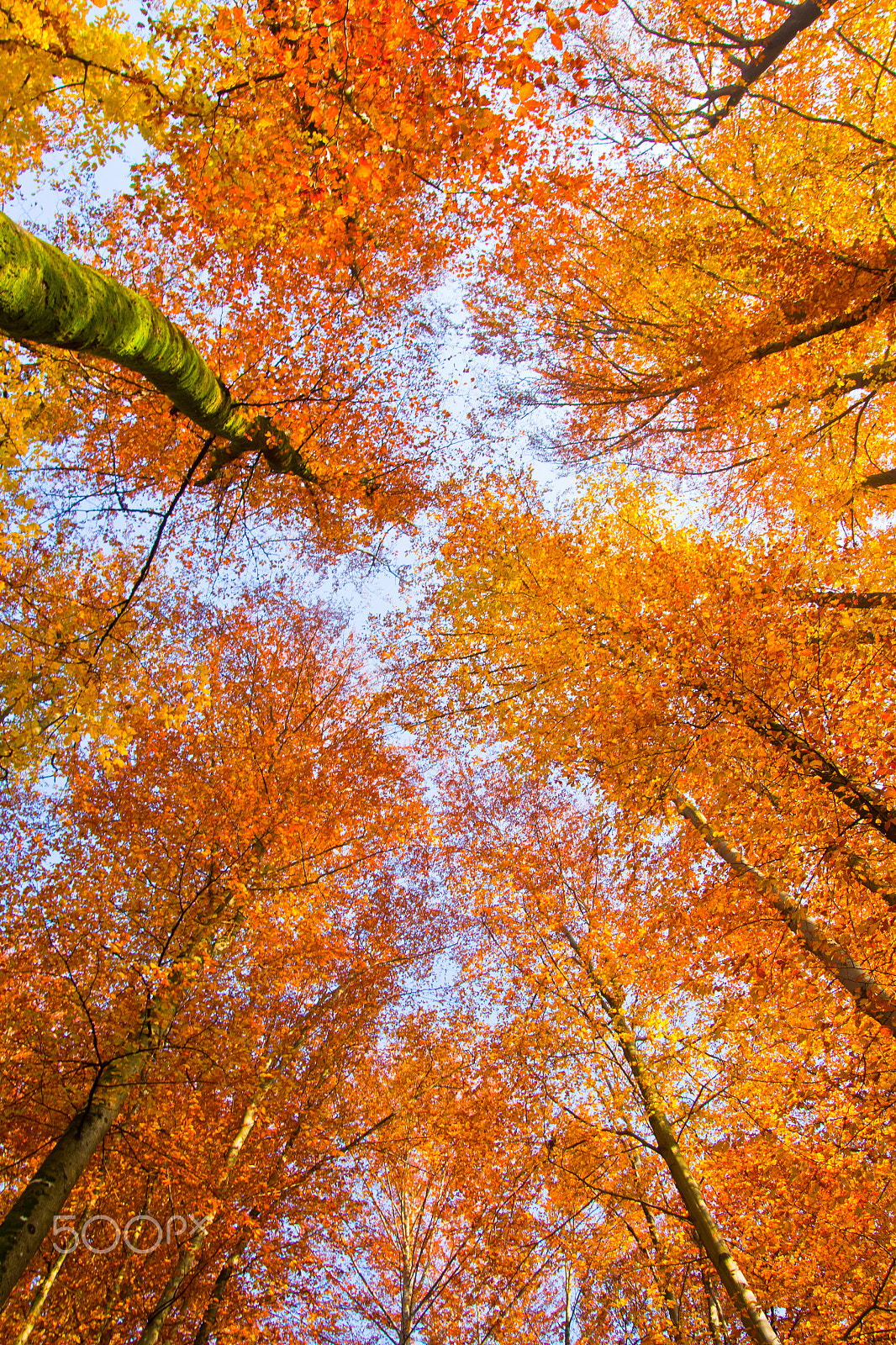 Canon EOS 50D + Sigma 18-50mm f/2.8 Macro sample photo. Trees in fall. photography