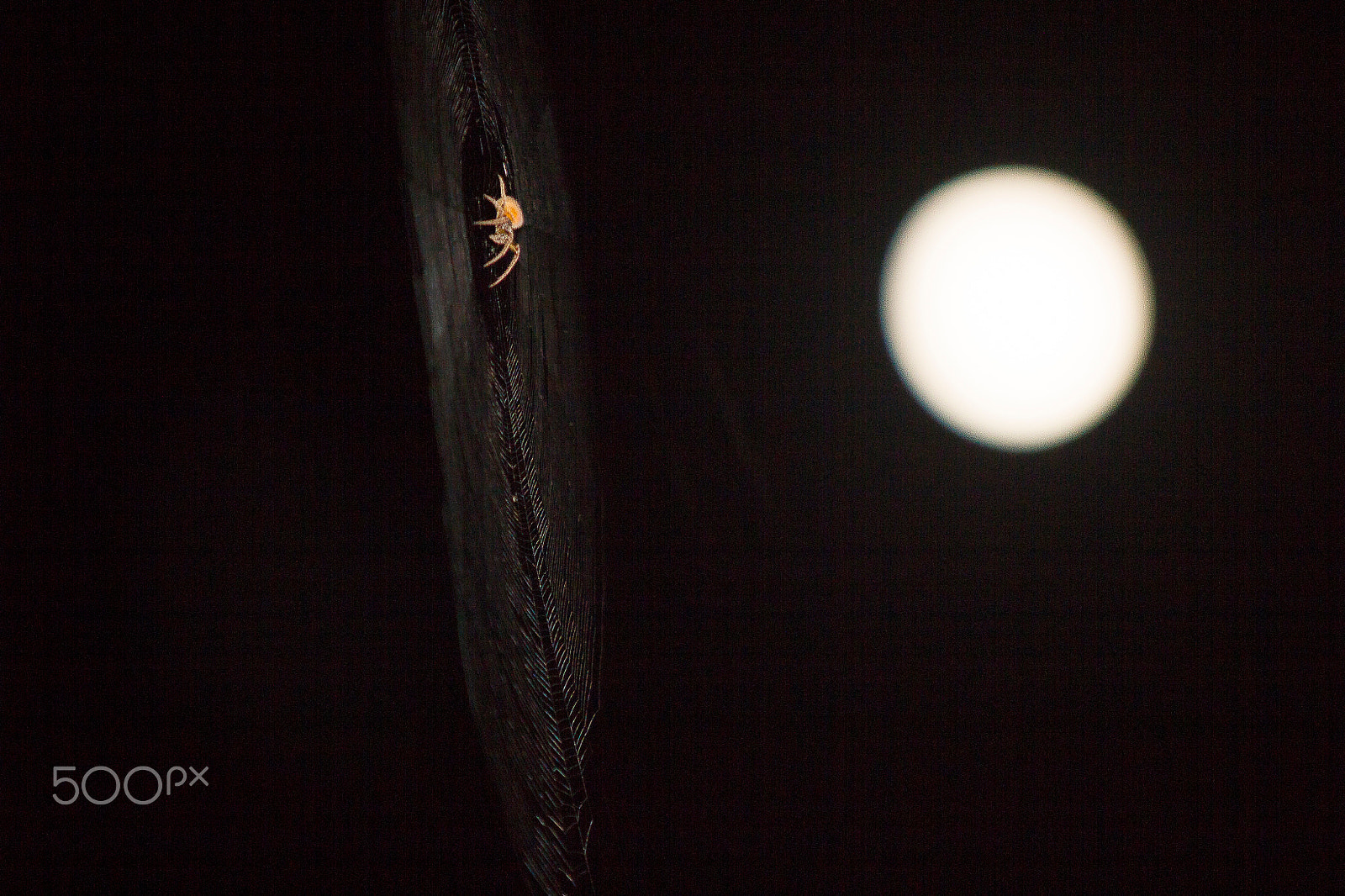 Sigma 70-200mm F2.8 EX DG OS HSM sample photo. My third eye media moon spider photography