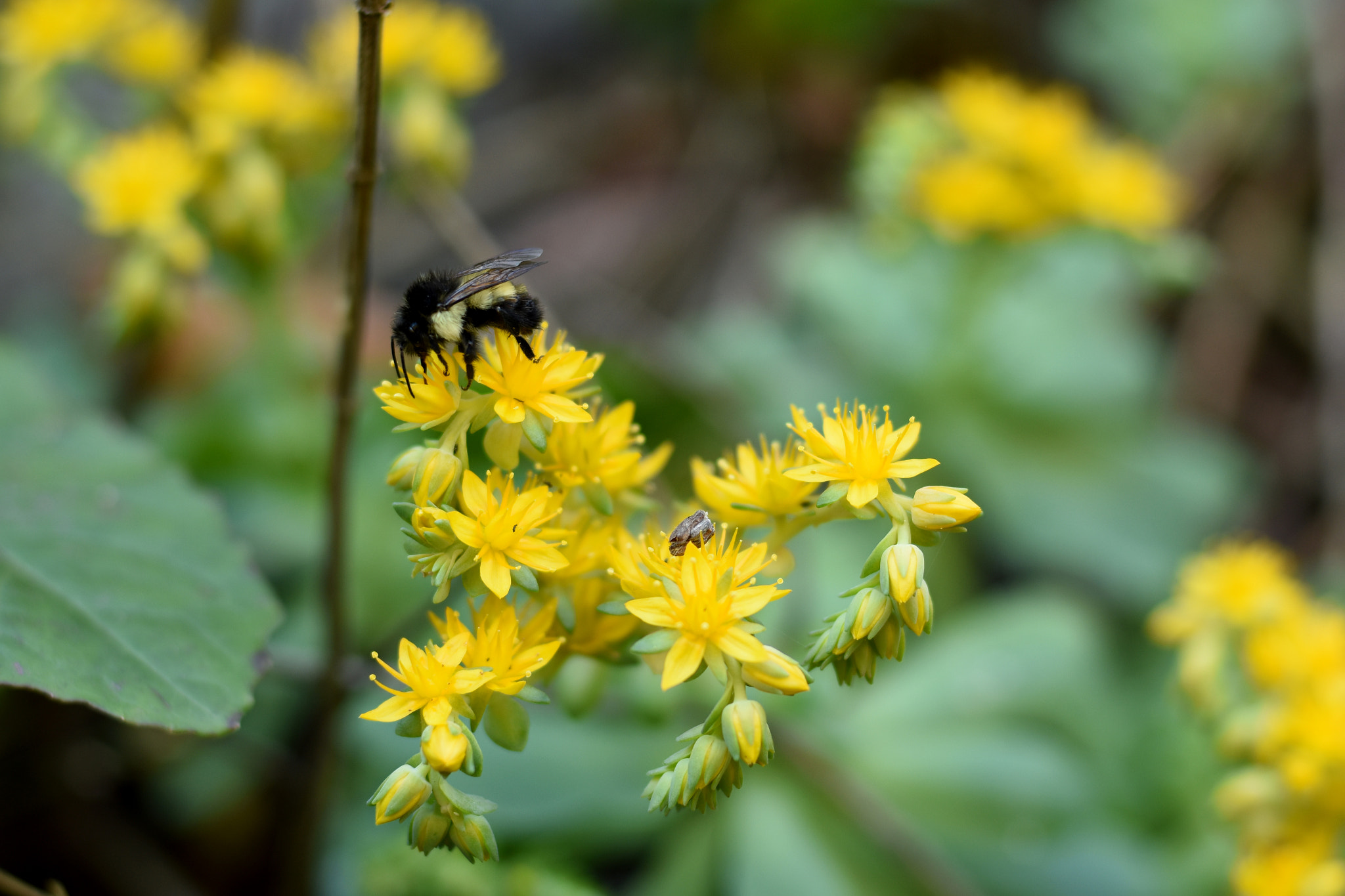 Nikon D7200 + Nikon AF Nikkor 50mm F1.4D sample photo. Bee photography