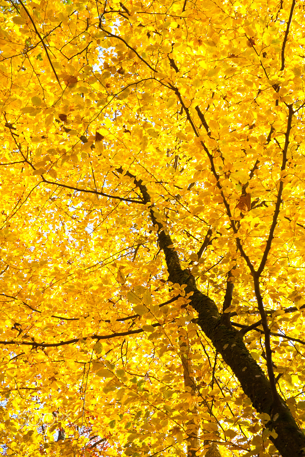 Canon EOS 50D + Sigma 18-50mm f/2.8 Macro sample photo. Tree in fall. photography