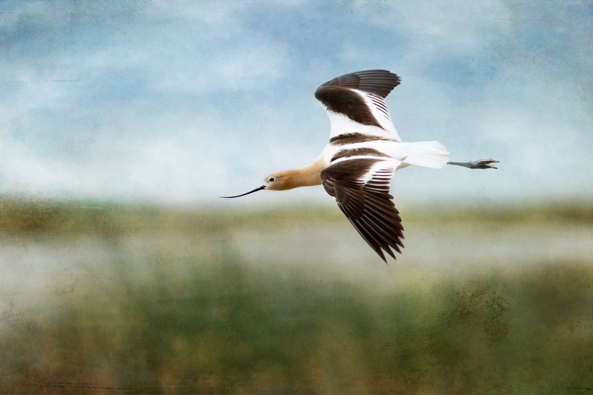 Canon EOS 7D Mark II + Canon EF 400mm F5.6L USM sample photo. American avocet: restless nesters photography