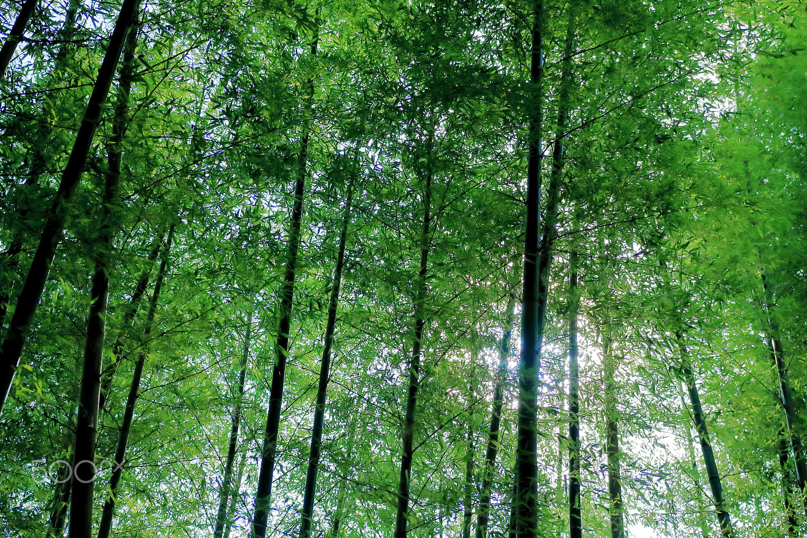 Sigma 18-35mm f/1.8 DC HSM sample photo. Bamboo forest photography