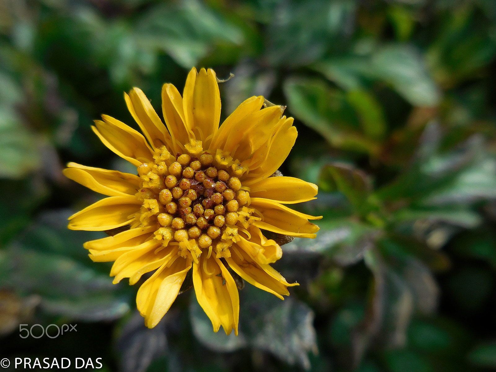 Nikon Coolpix S6900 sample photo. Indian sunflower- bee pollen in middle photography