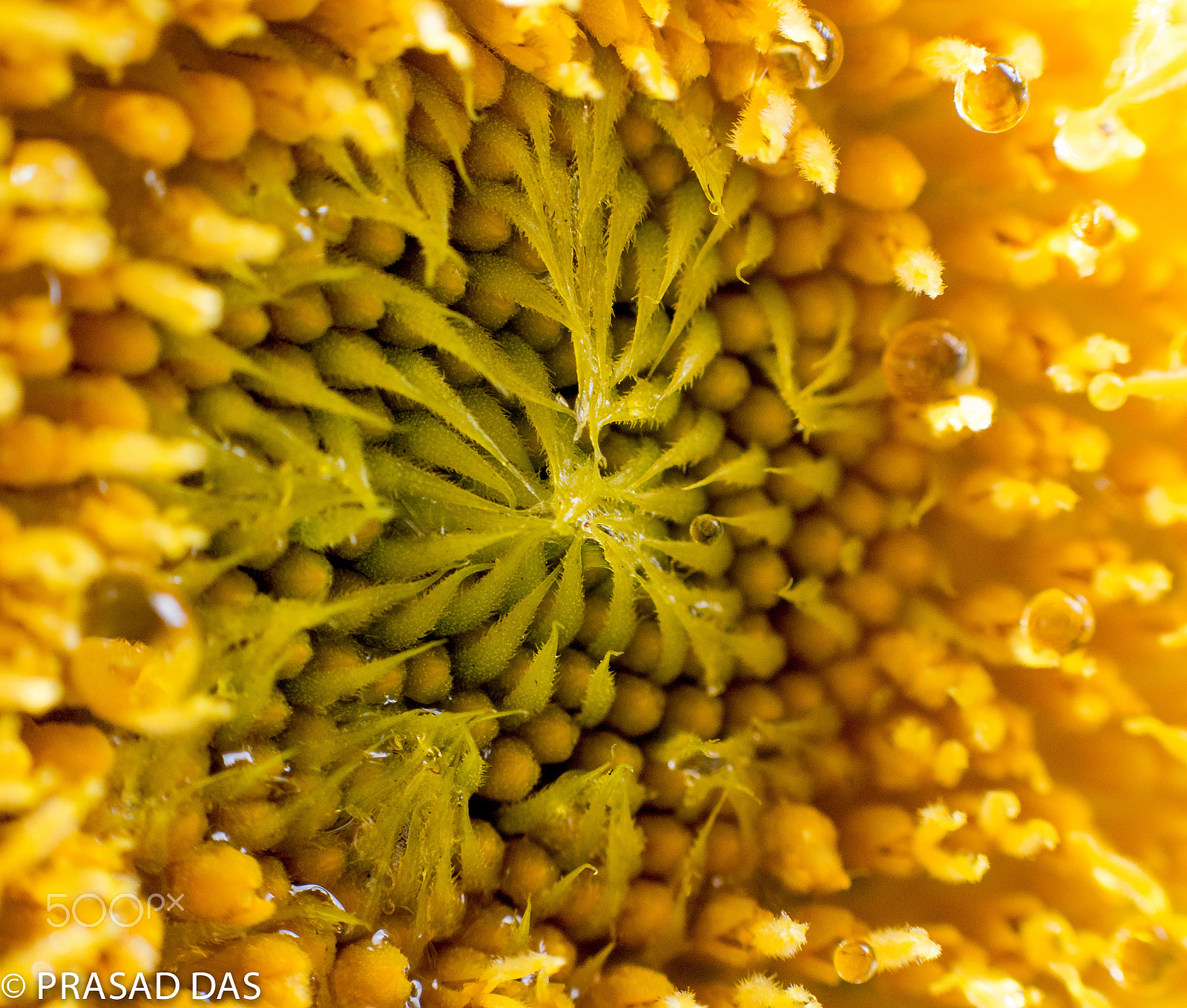 Nikon AF-S Micro-Nikkor 105mm F2.8G IF-ED VR sample photo. Core (of ) photography