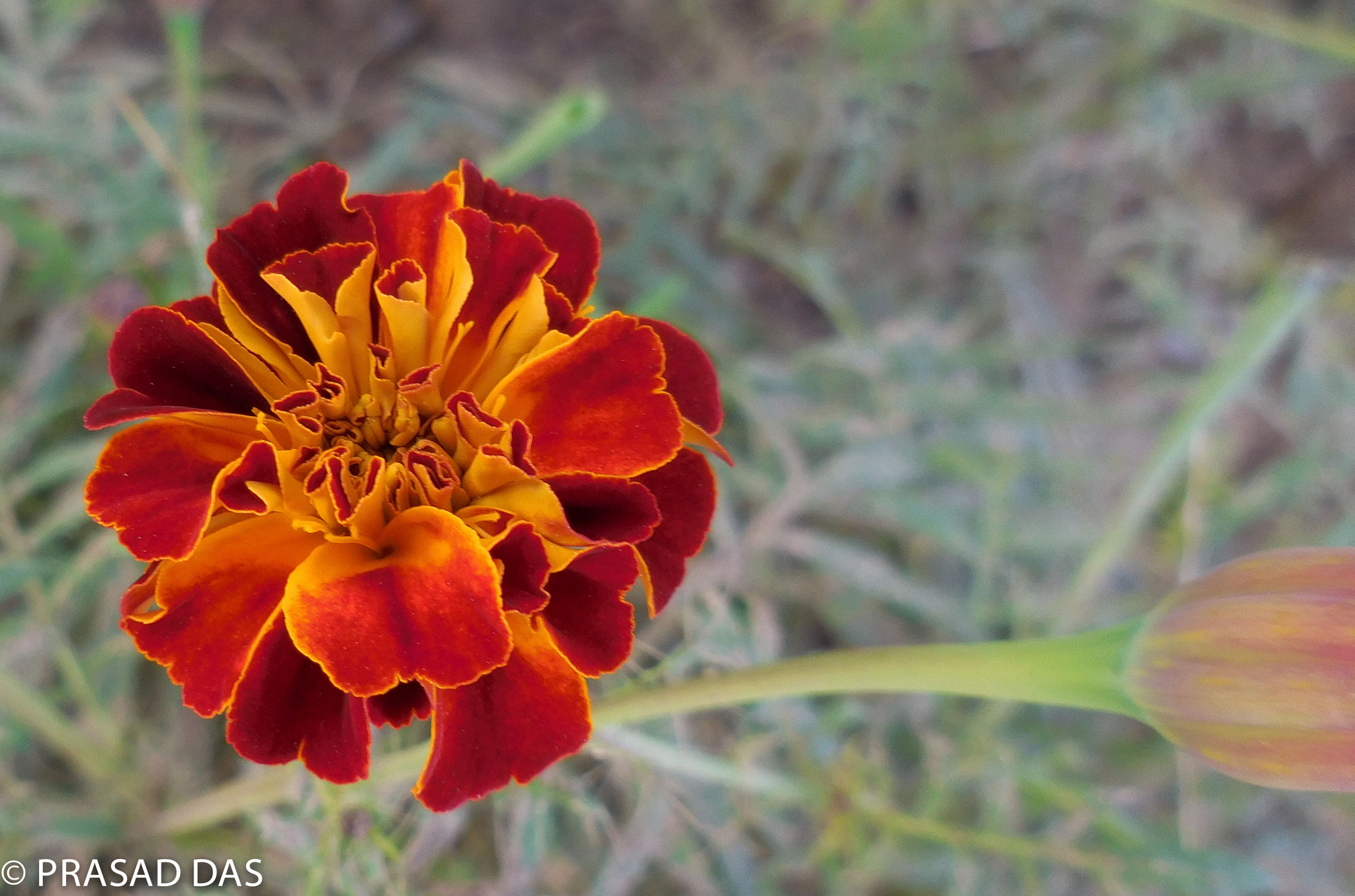 Nikon Coolpix S6900 sample photo. Ava wild redorange flower (of ) photography