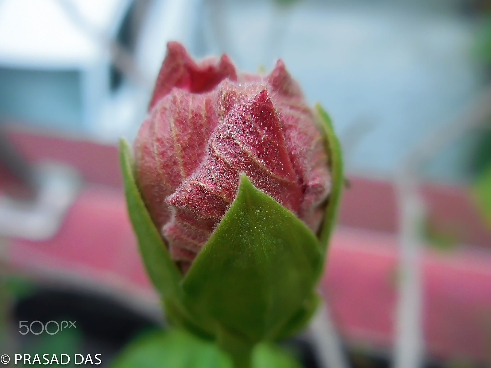 Nikon Coolpix S6900 sample photo. The hibiscus bud birthing (of ) photography