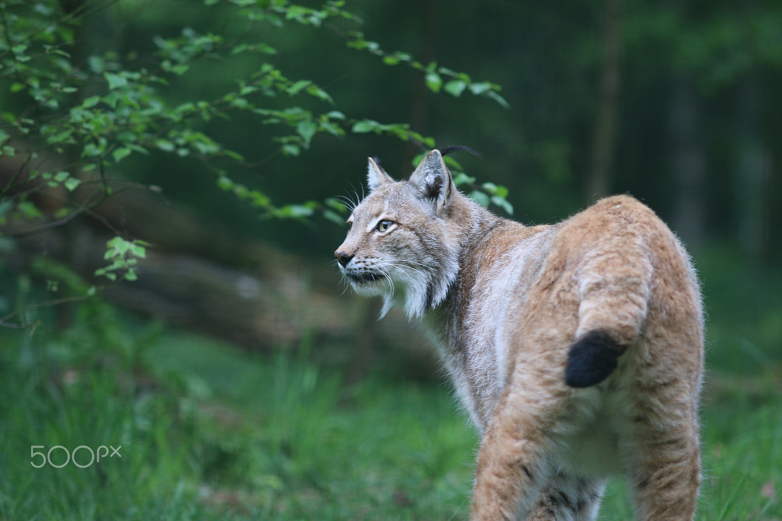 Canon EF 200mm F2.8L II USM sample photo. Kiss my a.. photography