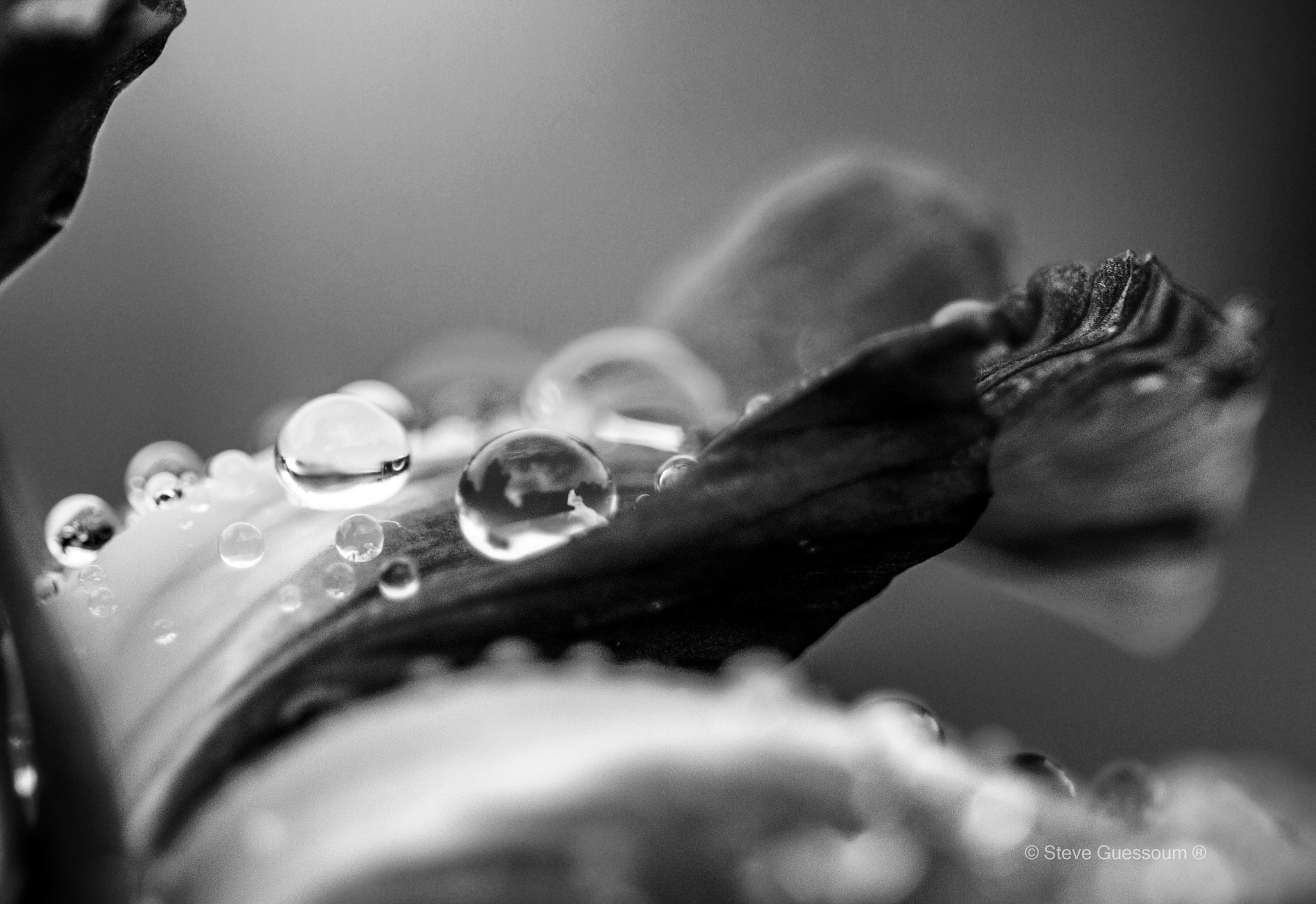 Sigma 50mm f/1.4 EX DG HSM + 1.4x sample photo
