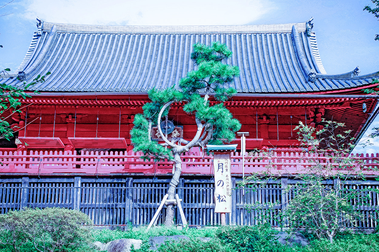 Sigma 50mm F1.4 EX DG HSM sample photo. Ueno park photography