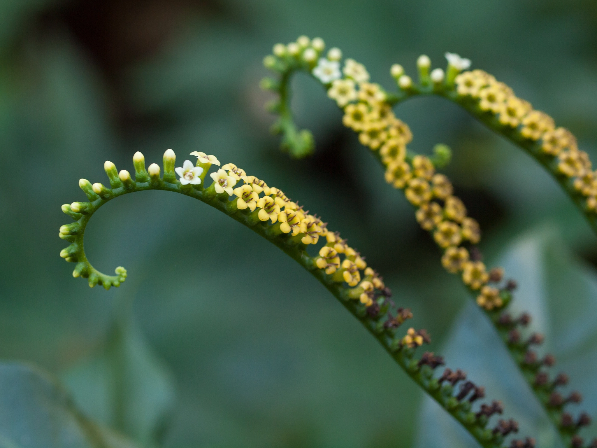 OLYMPUS 50mm Lens sample photo. Tournefortia staminea photography