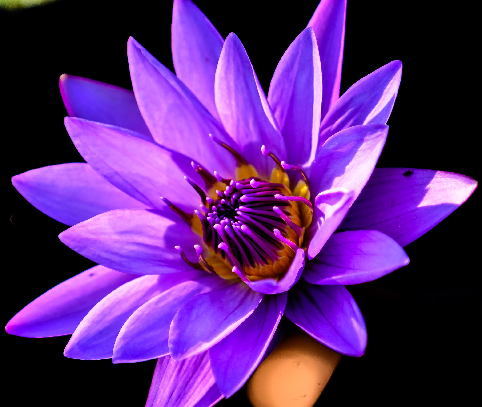 Nikon D500 sample photo. Waterlily @ longwood gardens photography