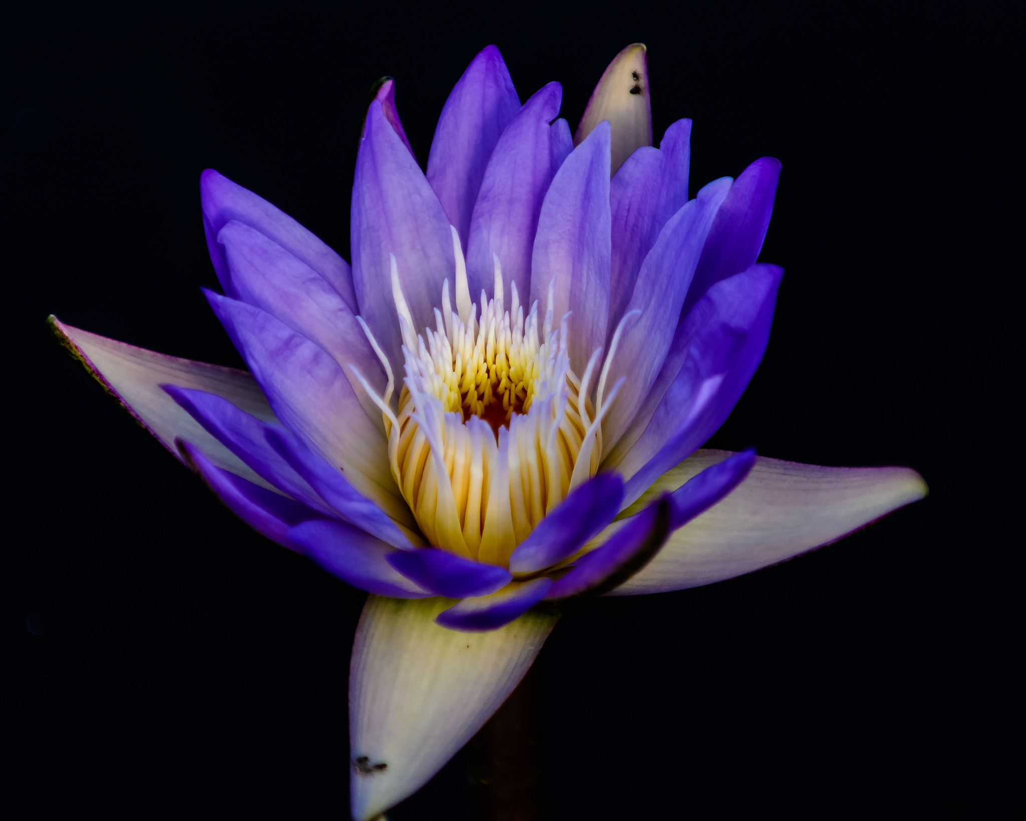 Nikon D500 sample photo. Waterlily @ longwood gardens photography