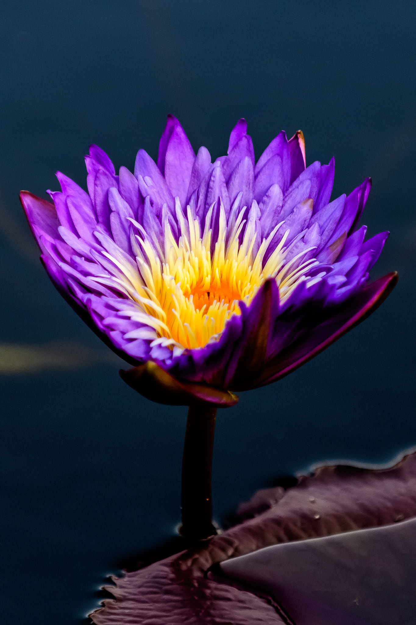 Nikon D500 sample photo. Waterlily @ longwood gardens photography