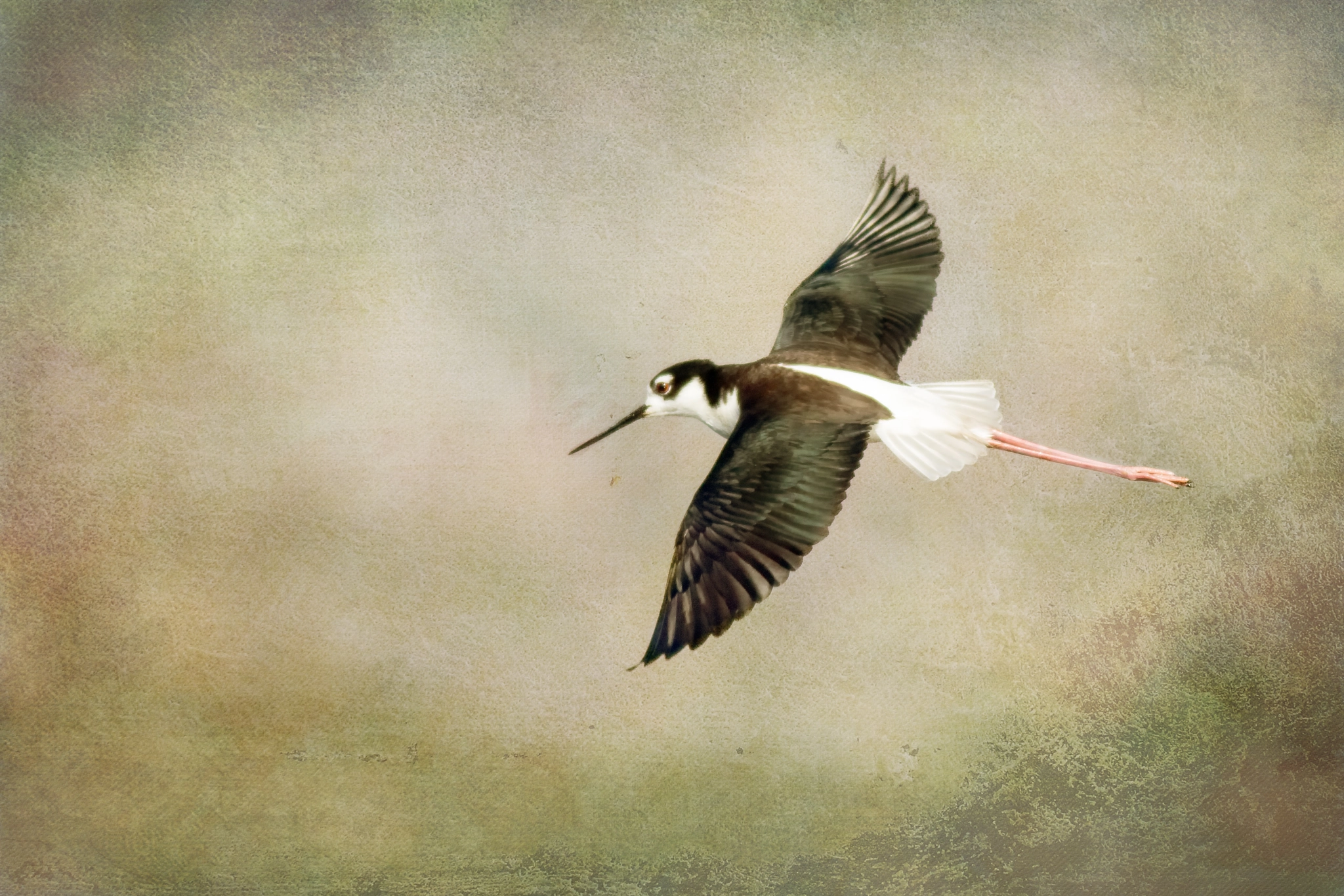 Canon EOS 7D Mark II + Canon EF 400mm F5.6L USM sample photo. Black necked stilt: across the mire photography