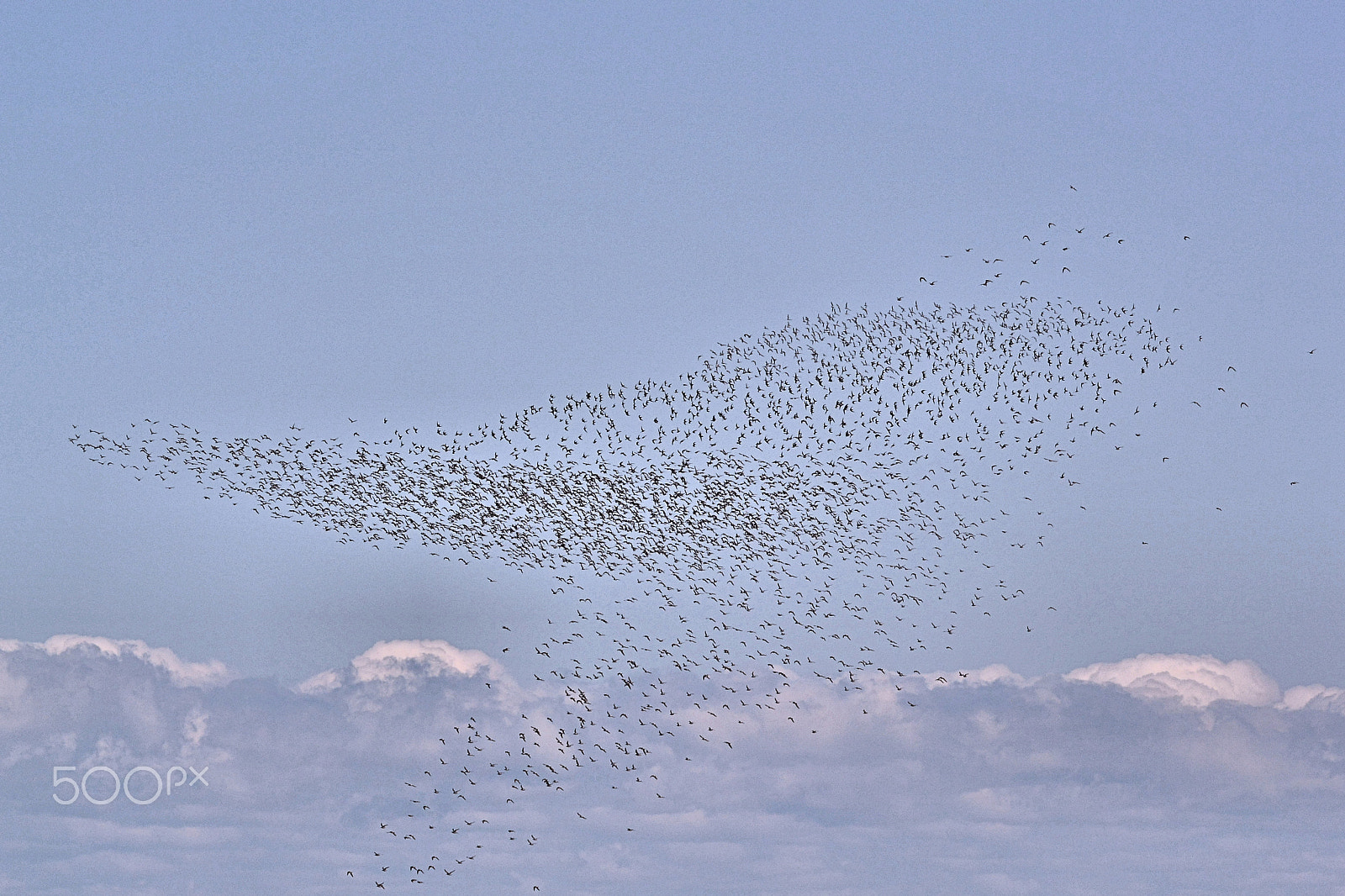Nikon 1 Nikkor VR 70-300mm F4.5-5.6 sample photo. Clouds of shore birds photography