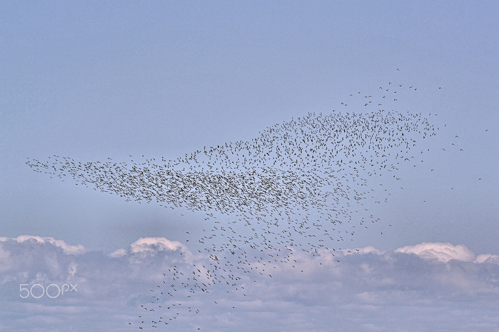 Nikon 1 V2 sample photo. Clouds of shore birds photography