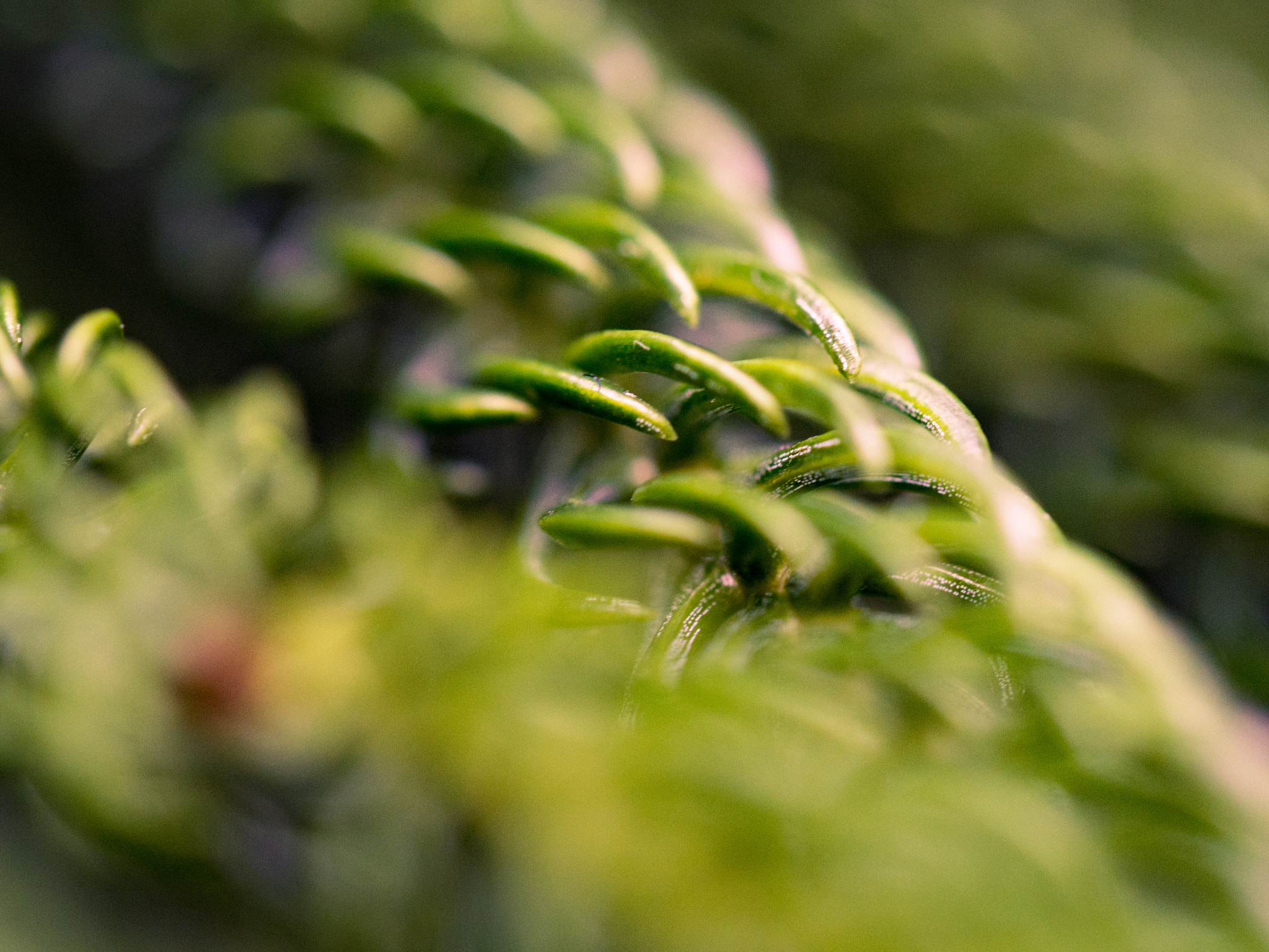Olympus PEN E-P5 sample photo. Needles, longwood gardens, 2016 photography