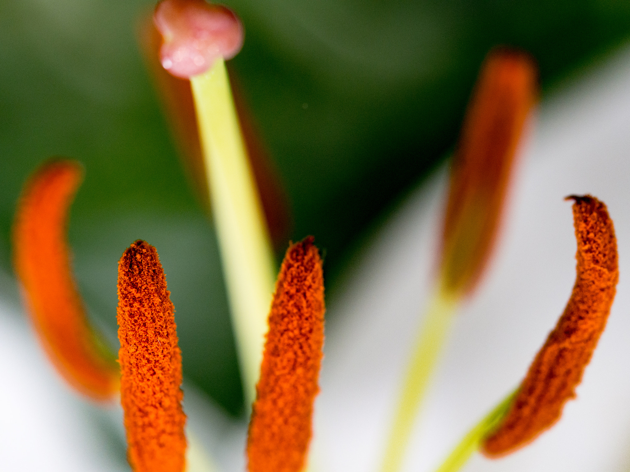 Olympus PEN E-P5 sample photo. Pollen, longwood gardens, 2016 photography