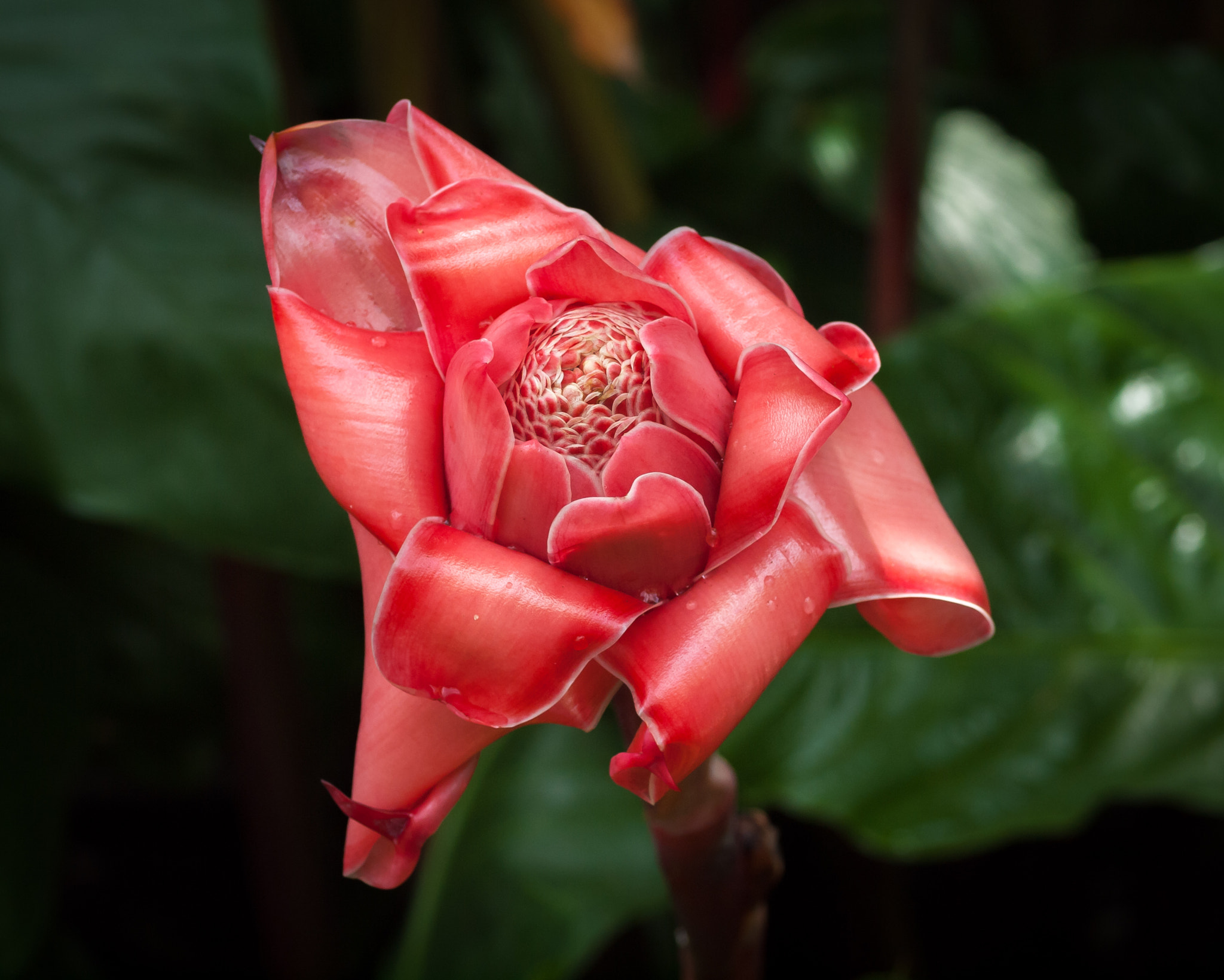 Olympus E-620 (EVOLT E-620) + OLYMPUS 50mm Lens sample photo. Torch ginger (etlingera elatior) photography