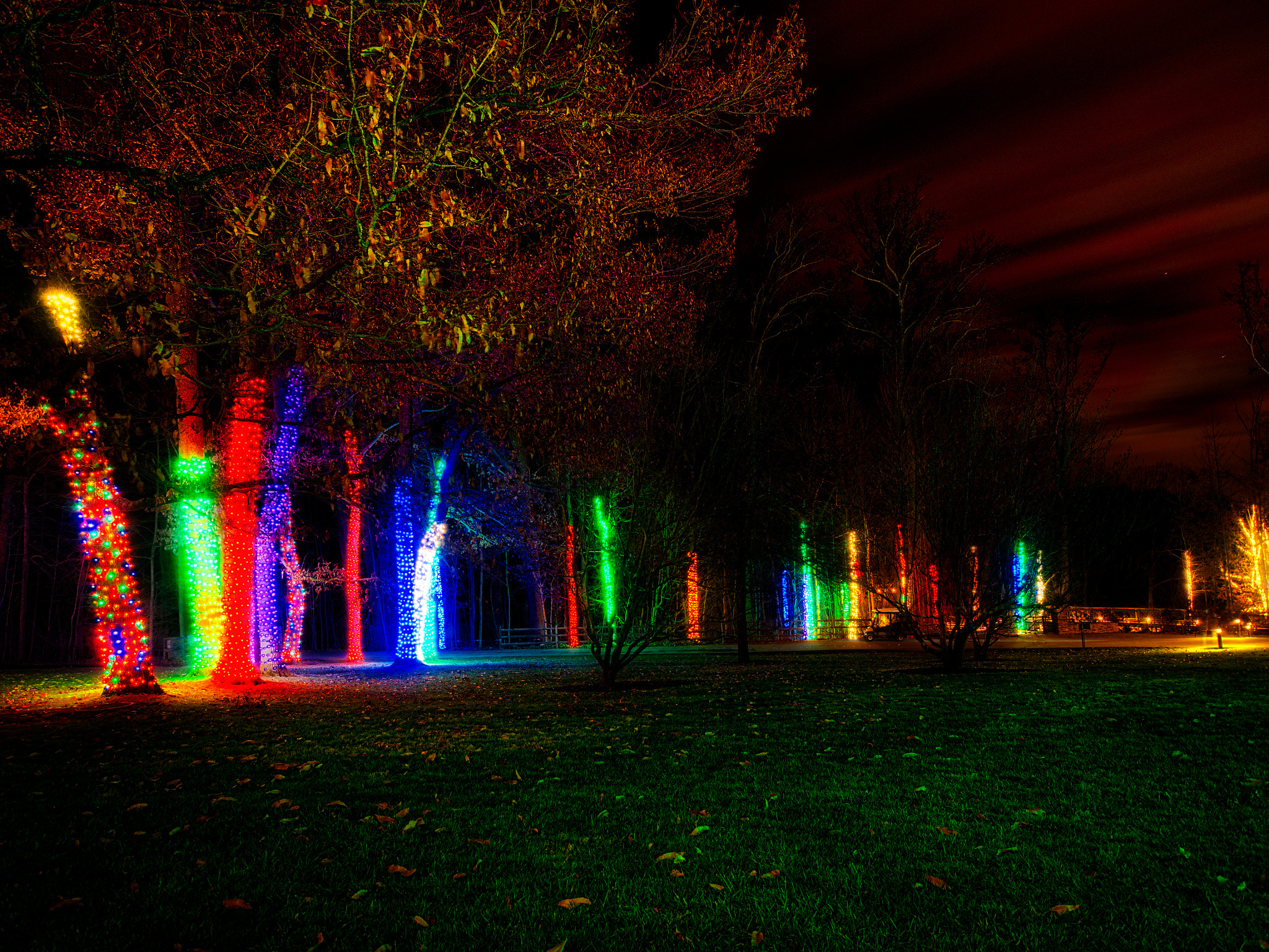 Olympus PEN E-P5 + OLYMPUS M.9-18mm F4.0-5.6 sample photo. Wrapped trees, longwood garden, 2015 photography