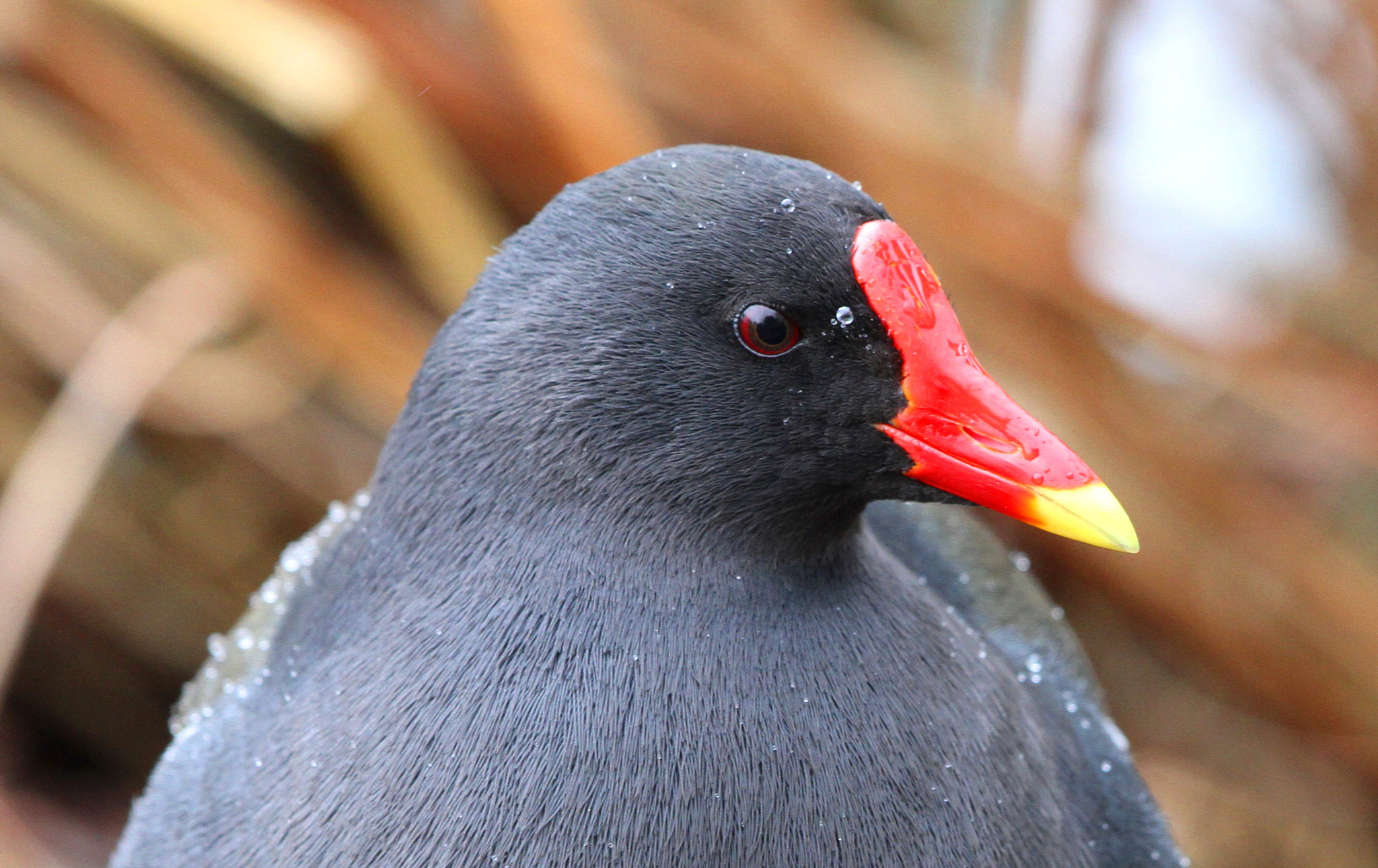 Canon EF 500mm F4L IS II USM sample photo. Moorhen portrait photography