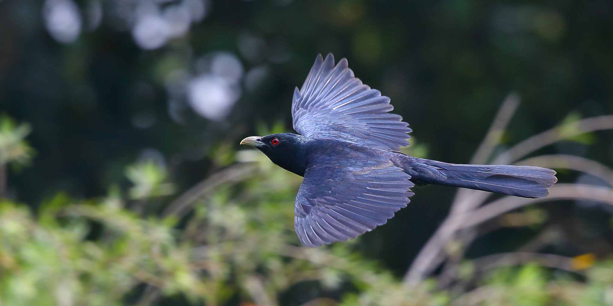 Canon EF 300mm F2.8L IS II USM sample photo. Asian koel photography