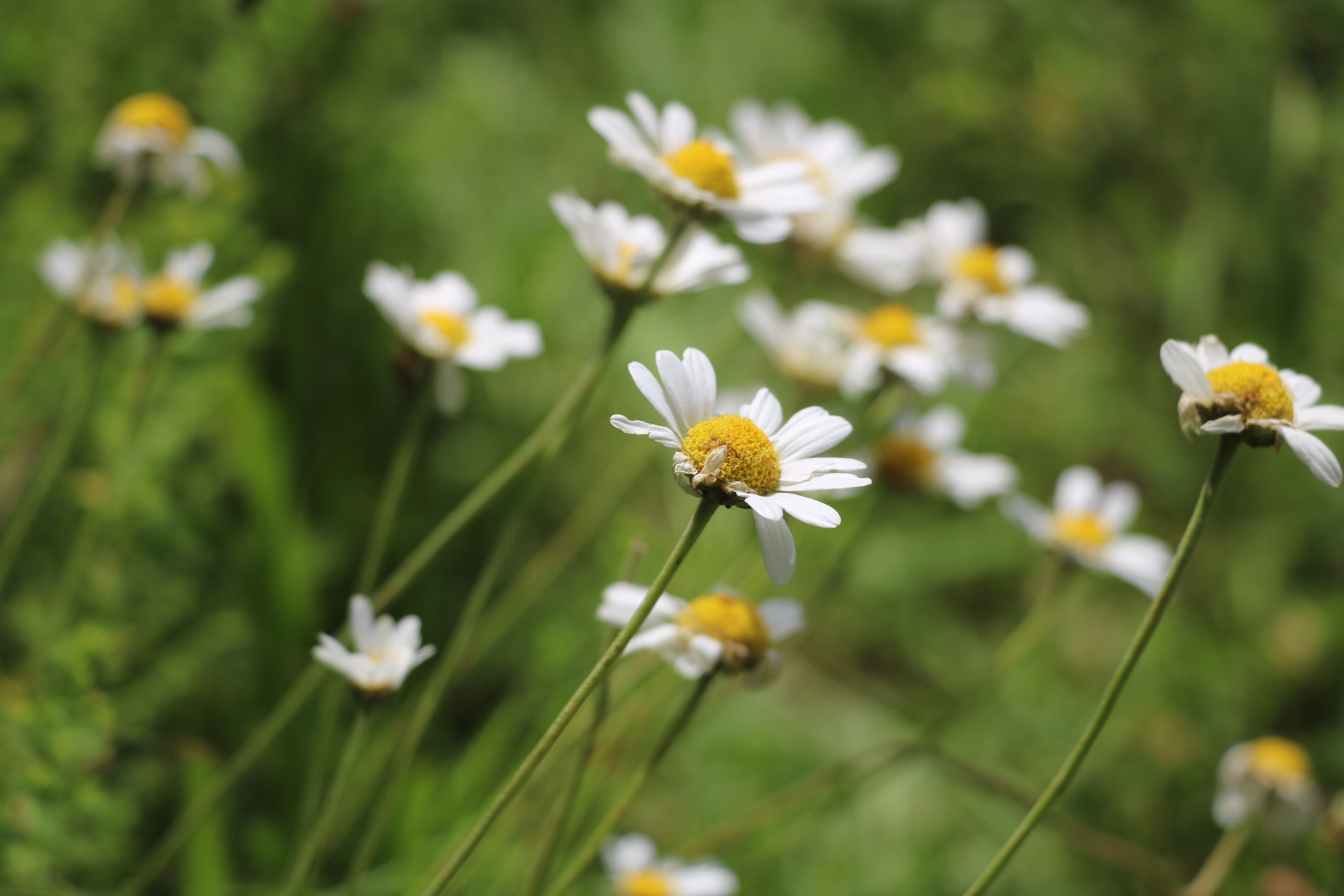 Canon EOS 750D (EOS Rebel T6i / EOS Kiss X8i) sample photo. Flowers  photography