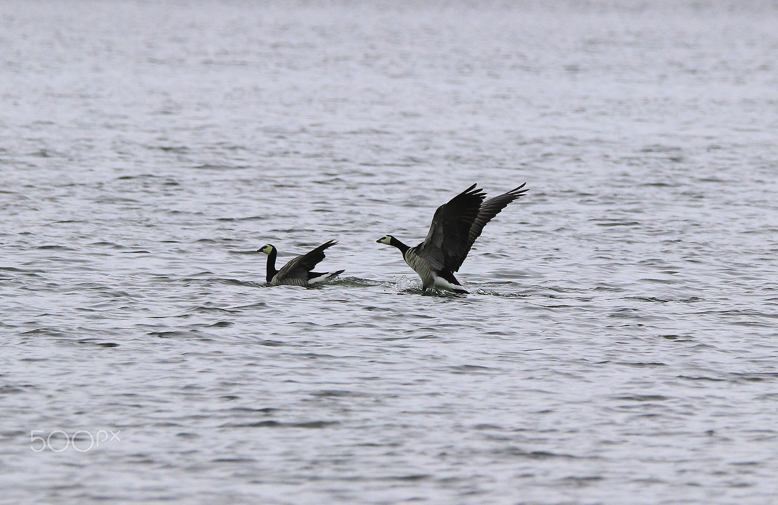 Sigma 150-600mm F5-6.3 DG OS HSM | C sample photo. Goose photography