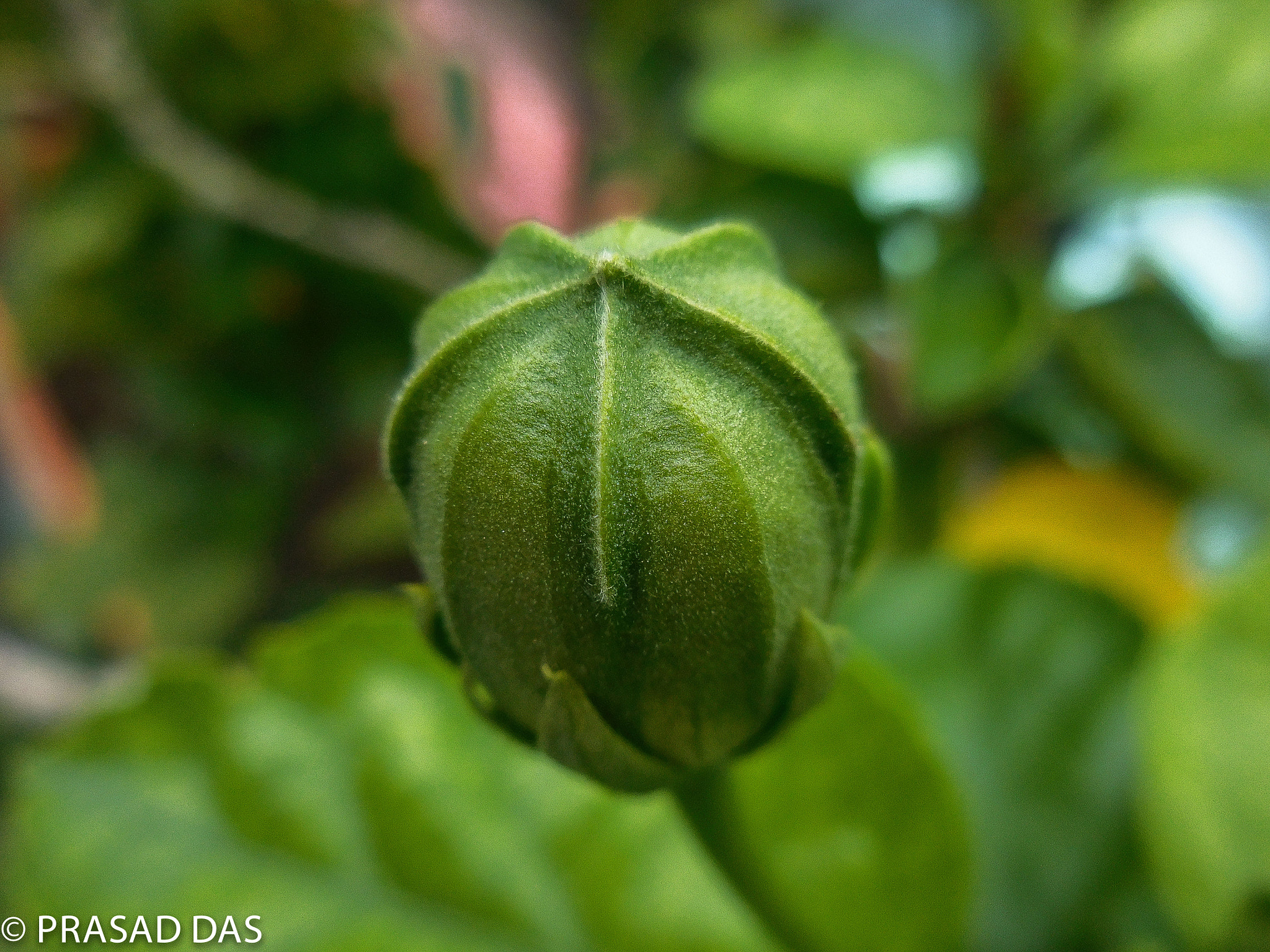 Nikon Coolpix S6900 sample photo. The hibiscus bud pod (of ) photography