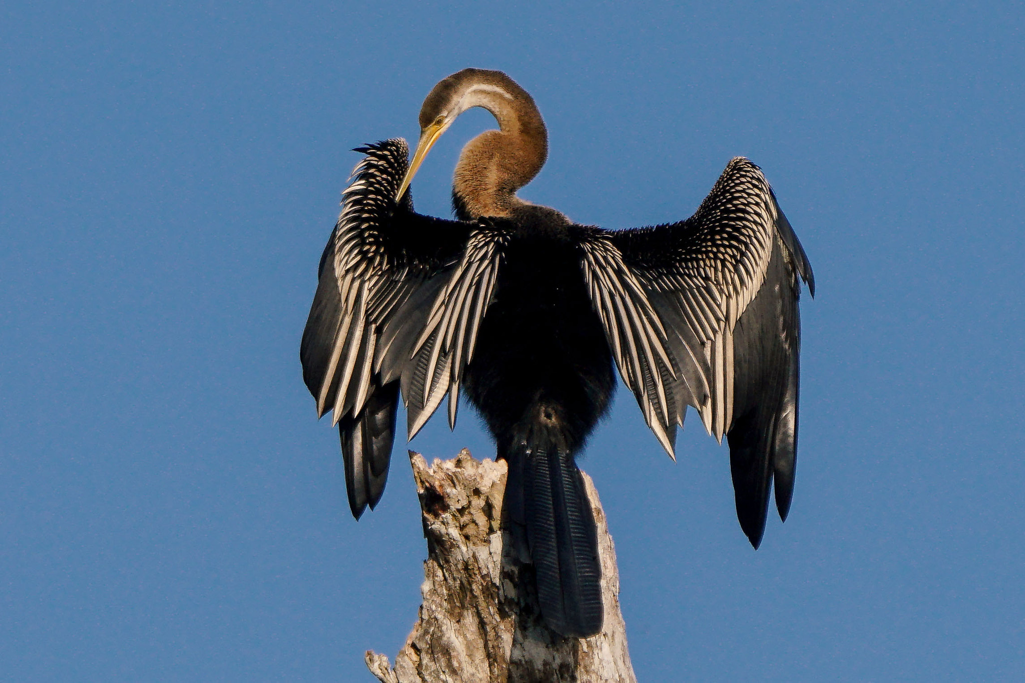 Sony ILCA-77M2 sample photo. Oriental darter photography