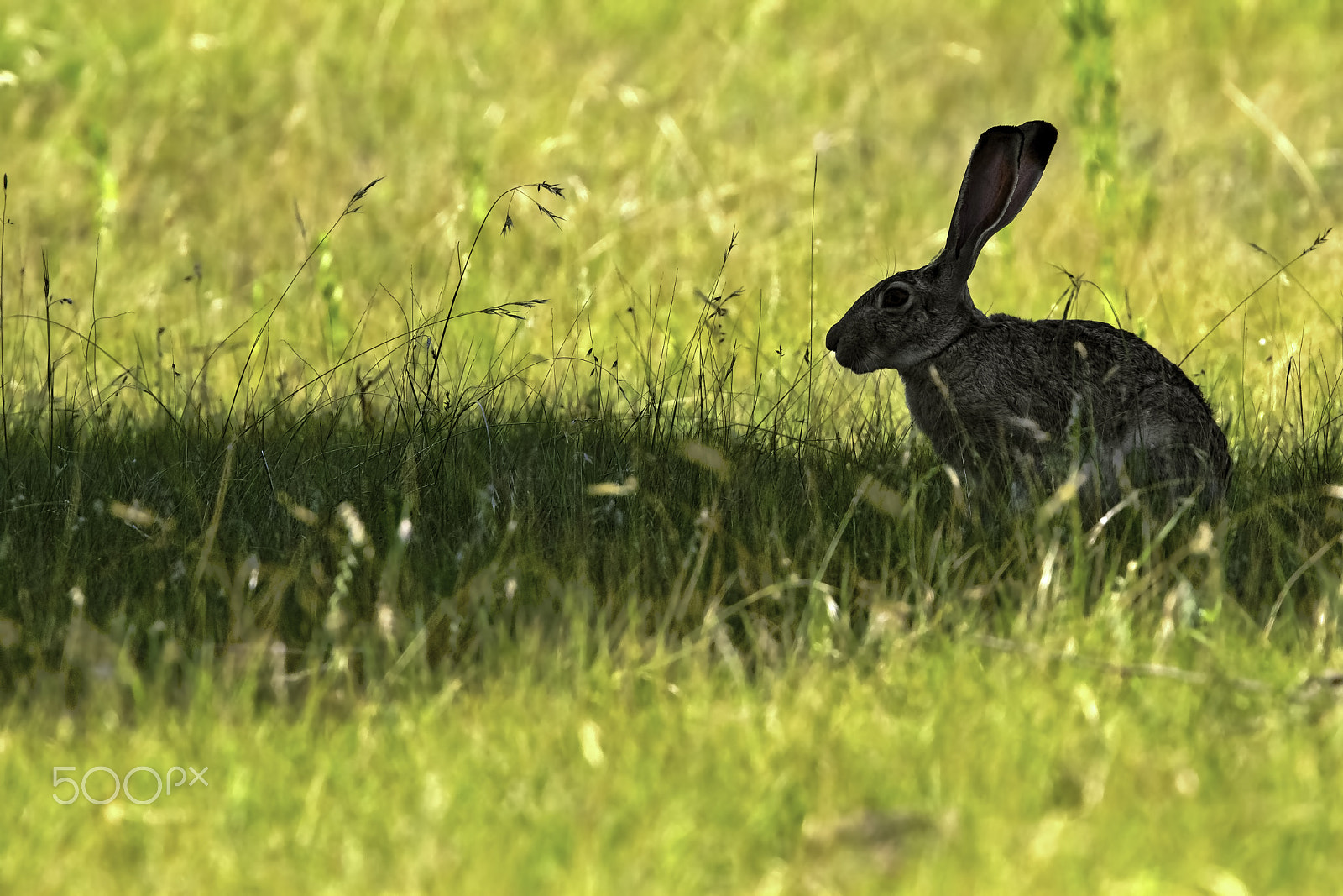 Canon EOS 7D + Canon EF 400mm F4.0 DO IS USM sample photo. Umbral hare photography