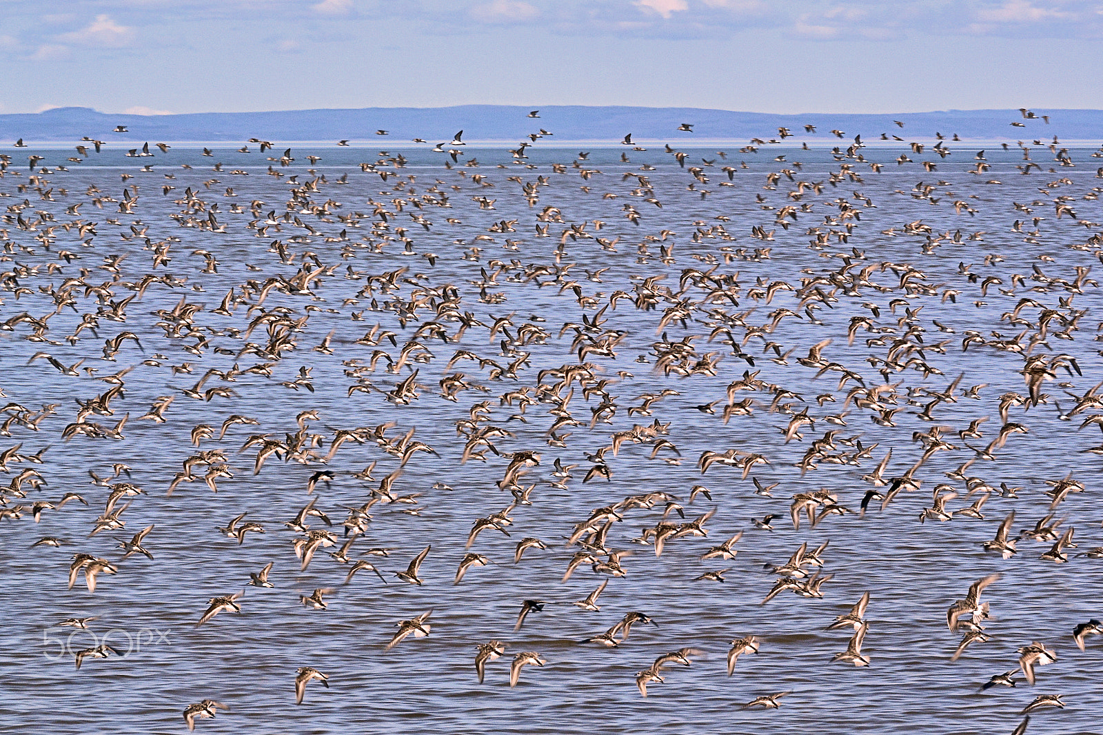 Nikon 1 V2 sample photo. Shore birds by the thousands photography