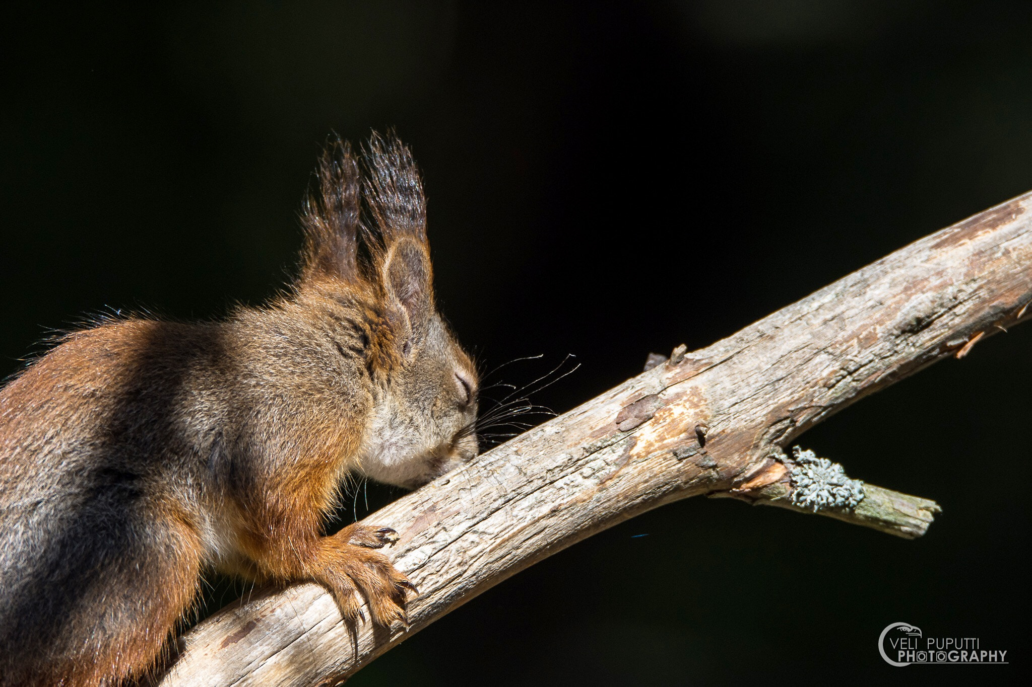 Sigma 150-600mm F5-6.3 DG OS HSM | S sample photo
