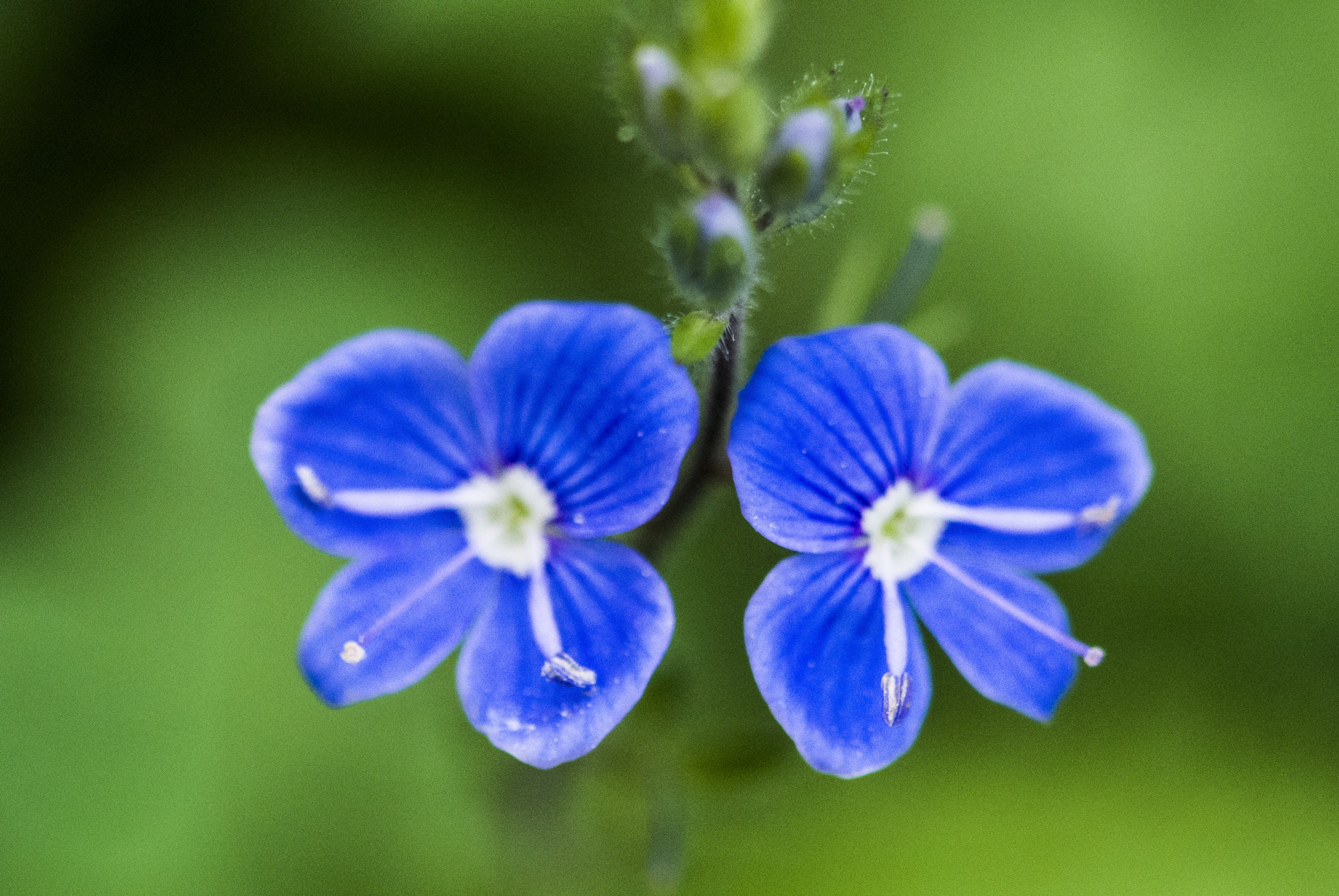 Nikon 1 V1 sample photo. Twins photography