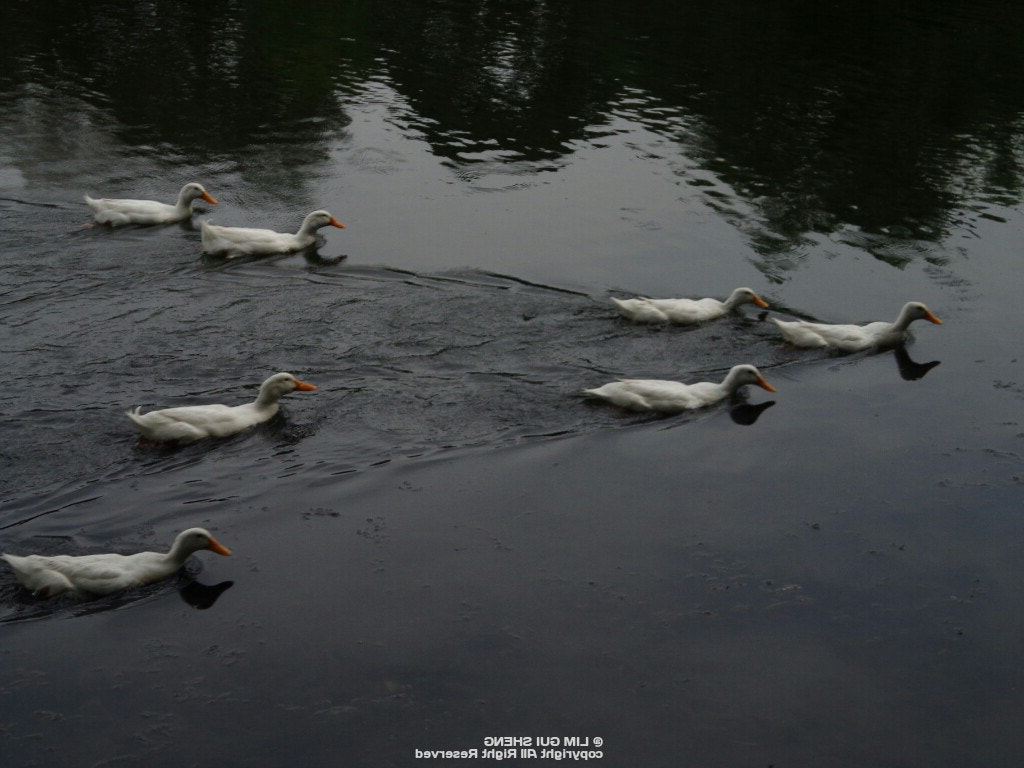 Sony DSC-W650 sample photo. Ducks photography